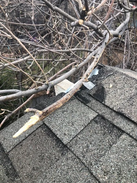 Tree branches resting on a roof's shingles near the gutter area.