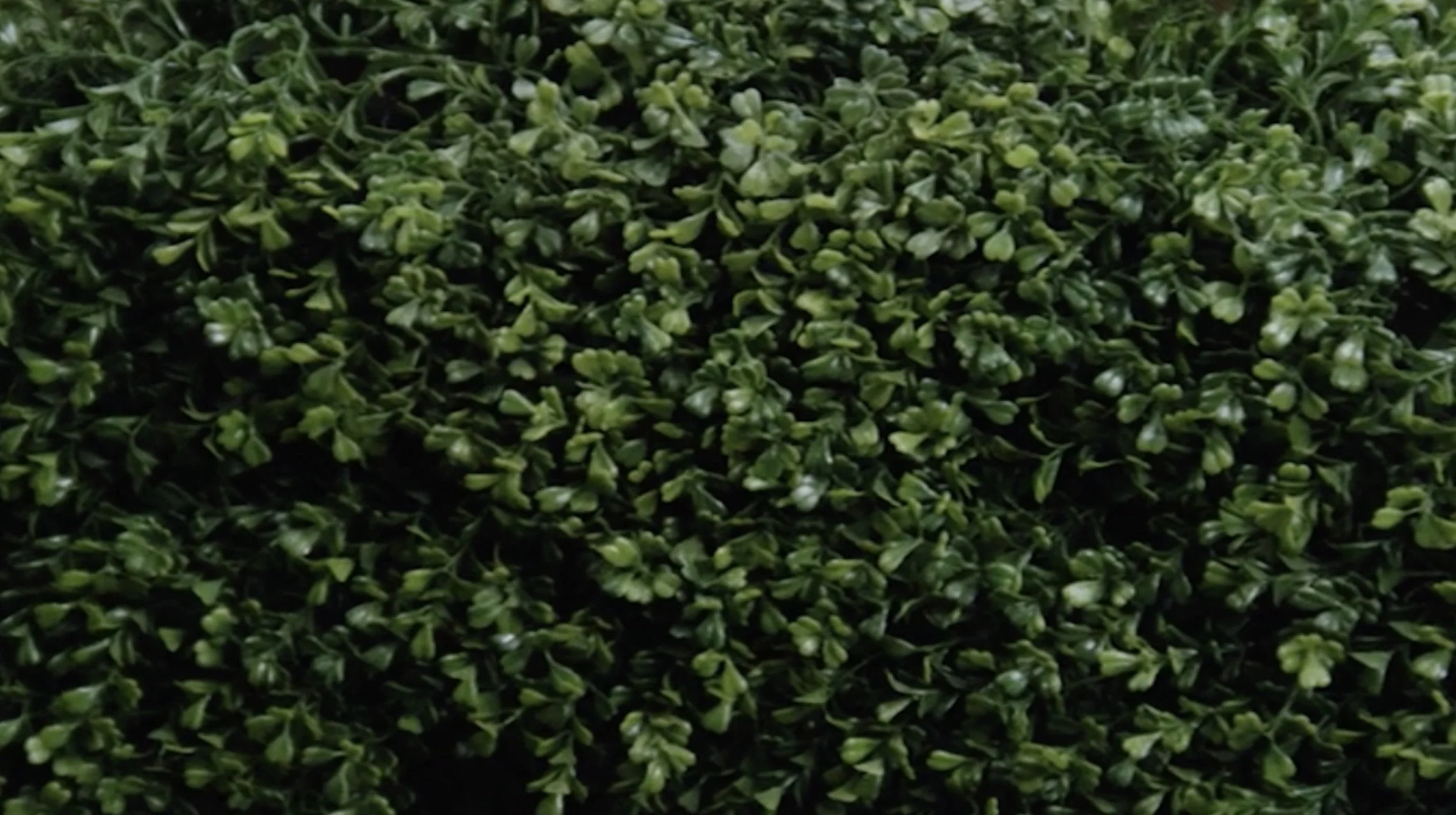 Close-up of green shrubbery with small, densely packed leaves.