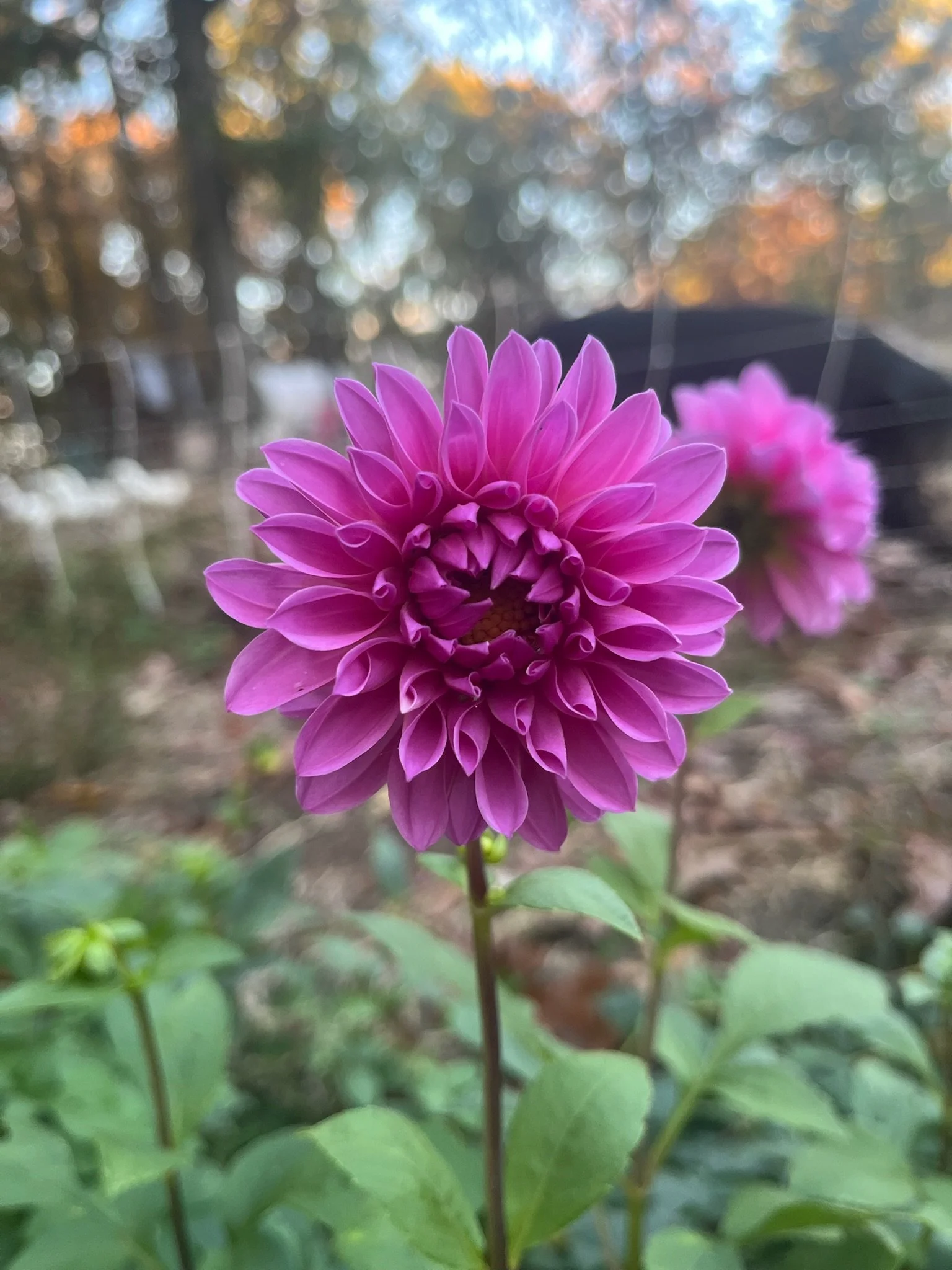 IMG_0461.jpeg