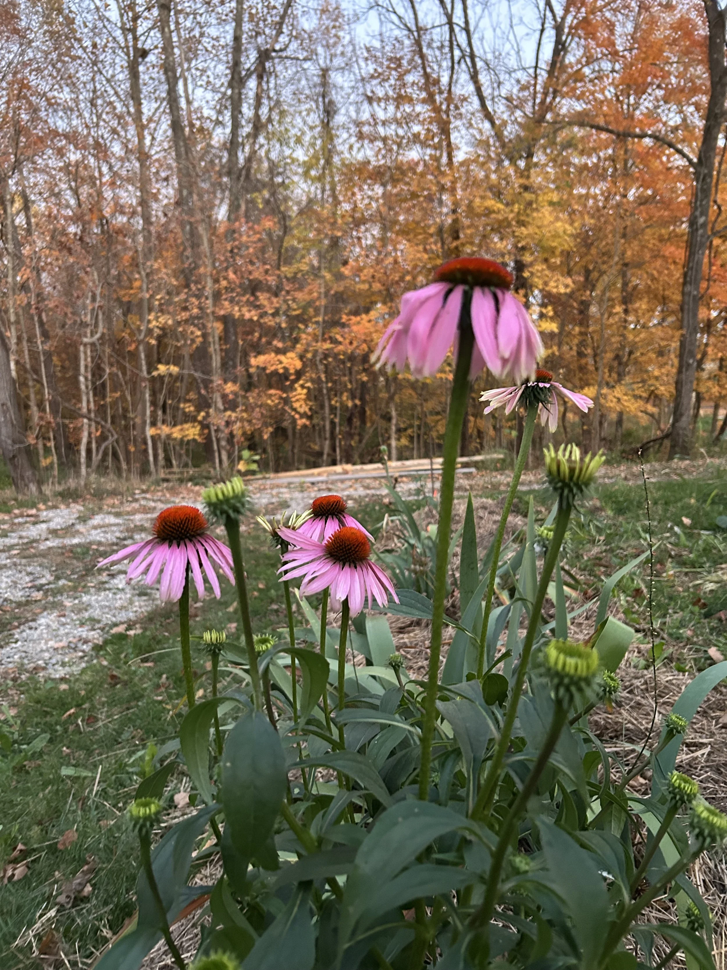 Pink coneflowers with orange centers in the foreground, fall trees with orange and yellow leaves in the background.
