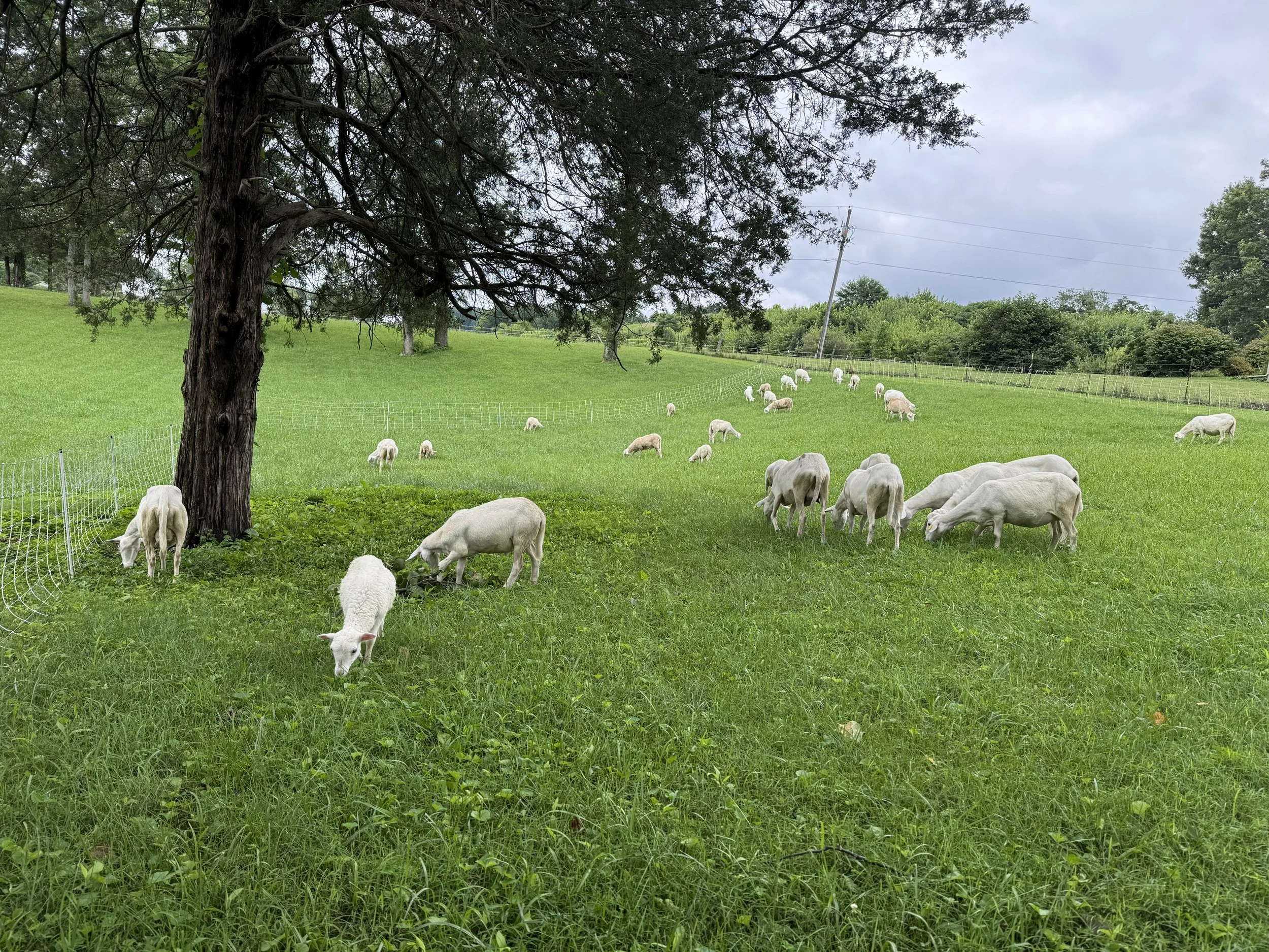 Grazing sheep in a green pasture with large trees and cloudy sky.