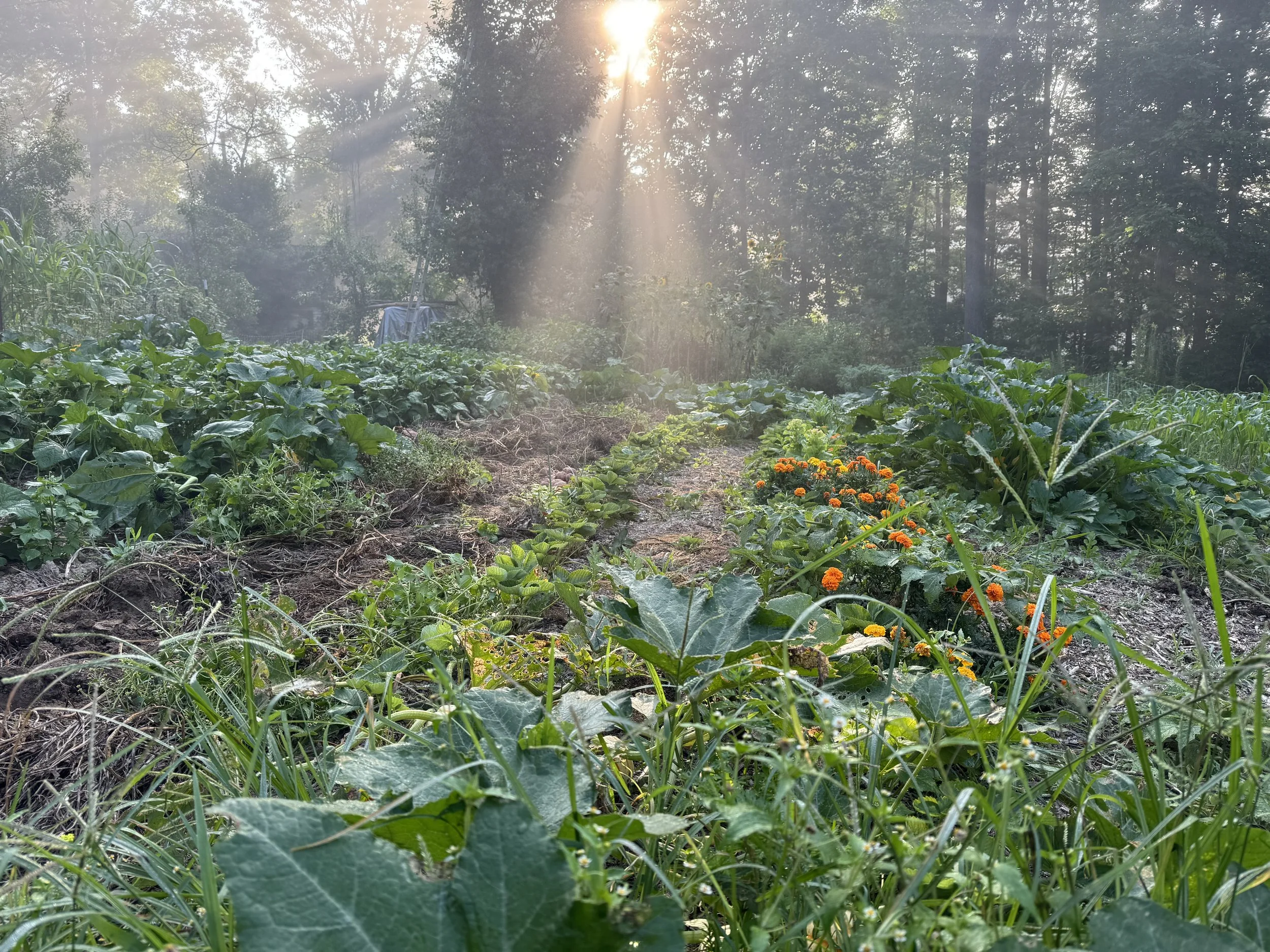 Sunlight filters through trees onto a lush vegetable garden with green plants and orange marigolds.