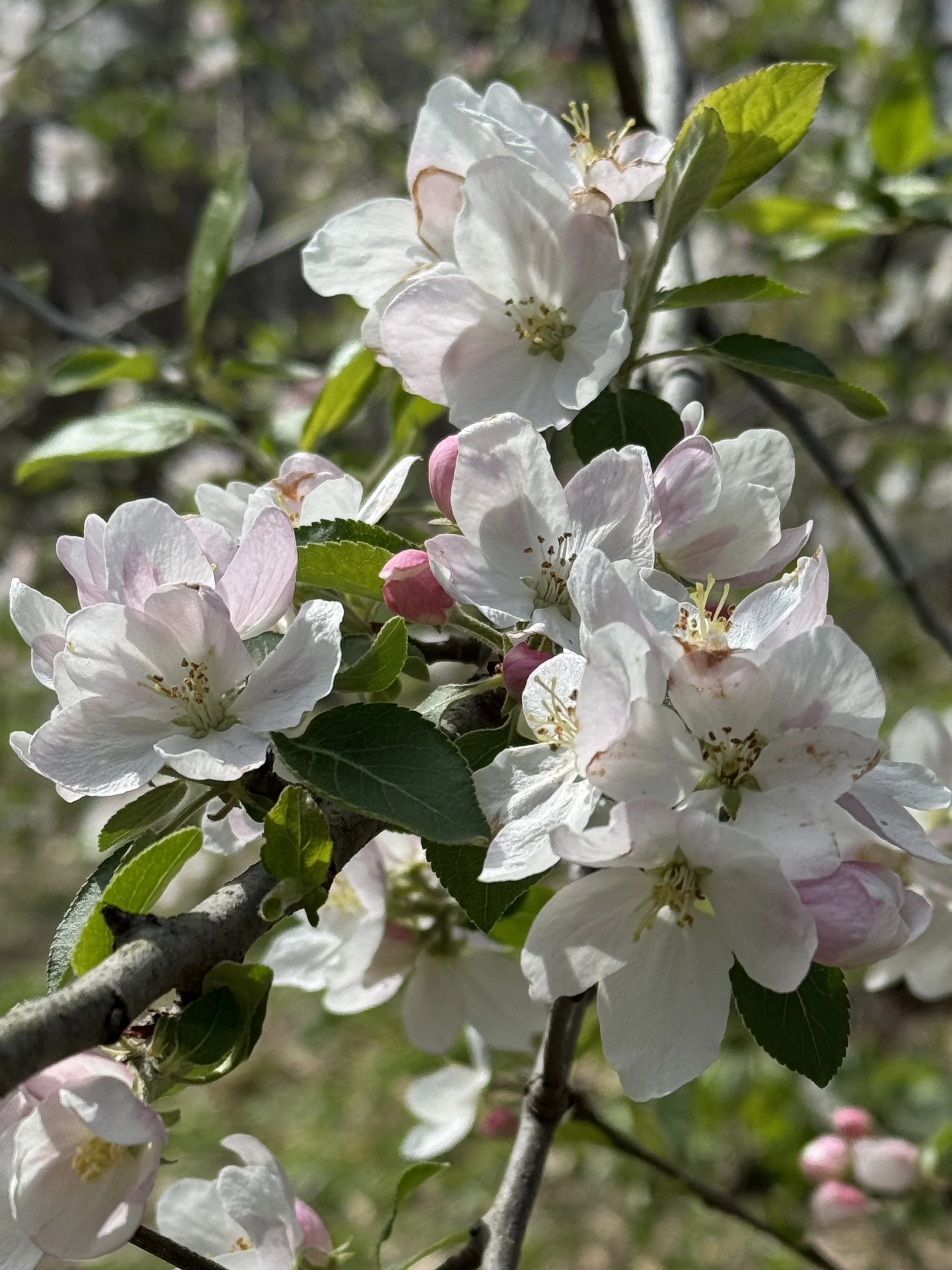 Close-up of blooming apple blossoms with white petals, green leaves, and pink buds on a tree branch.