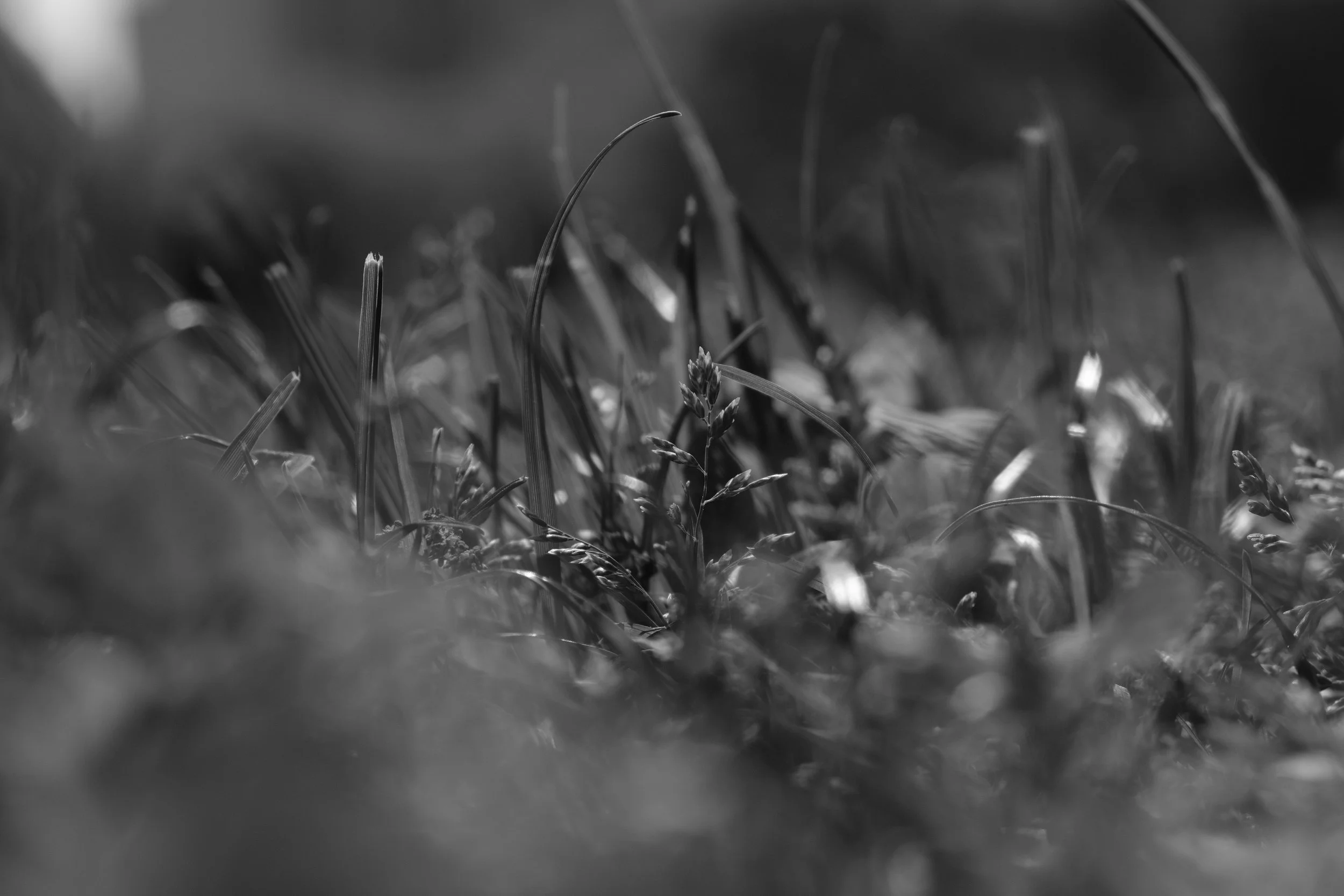 DSCF7353.JPG