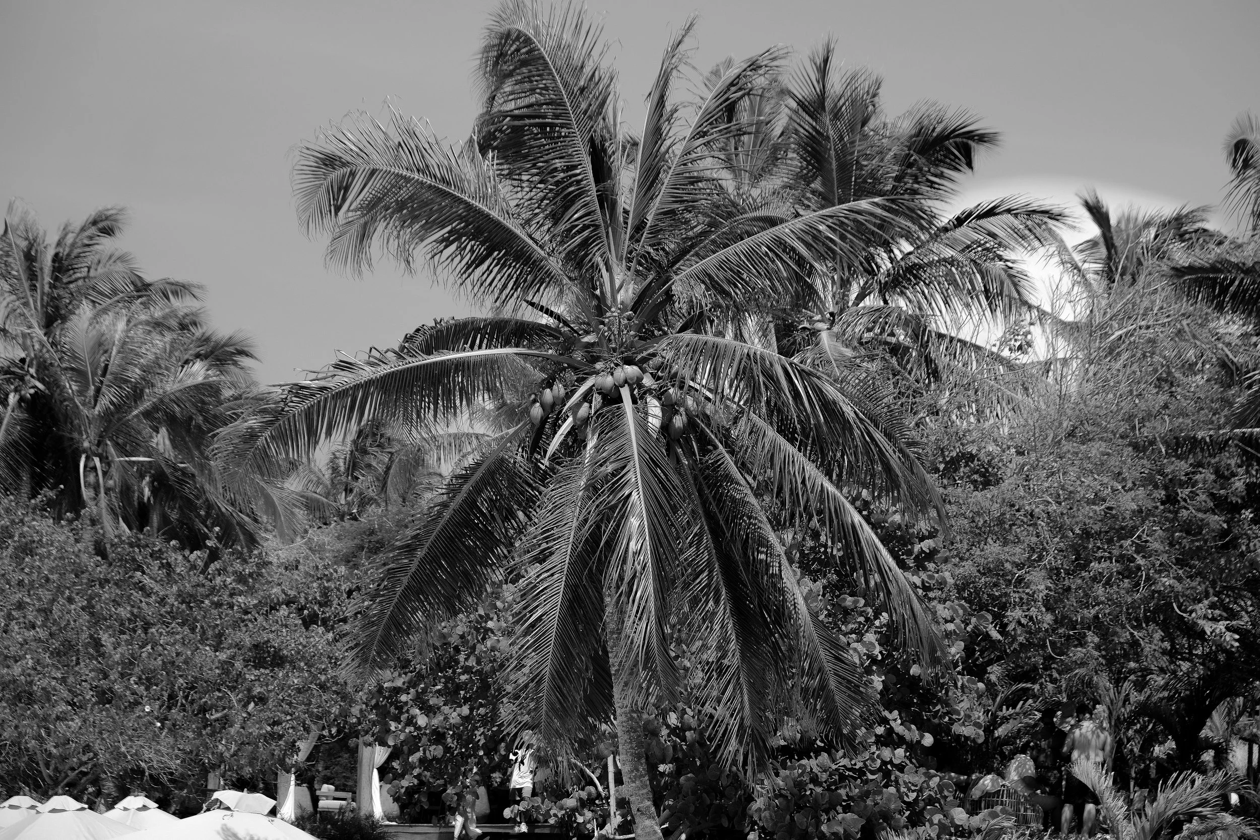 DSCF8335.jpg