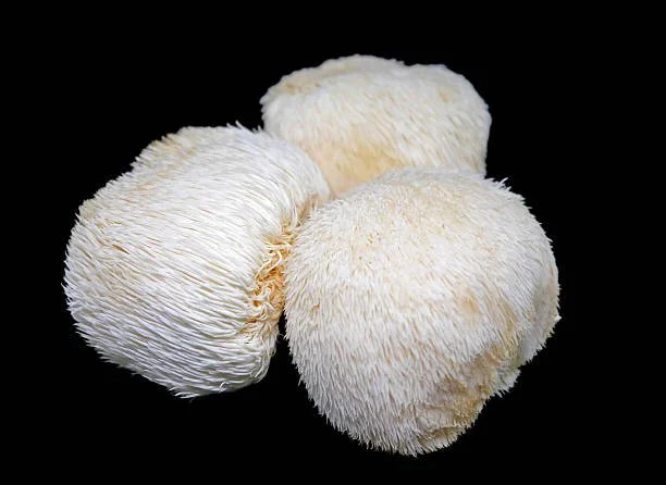 Four white, spiky mushrooms on a black background.