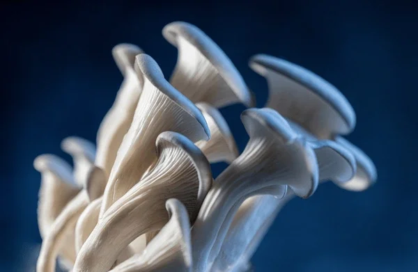Blue Oyster Mushroom