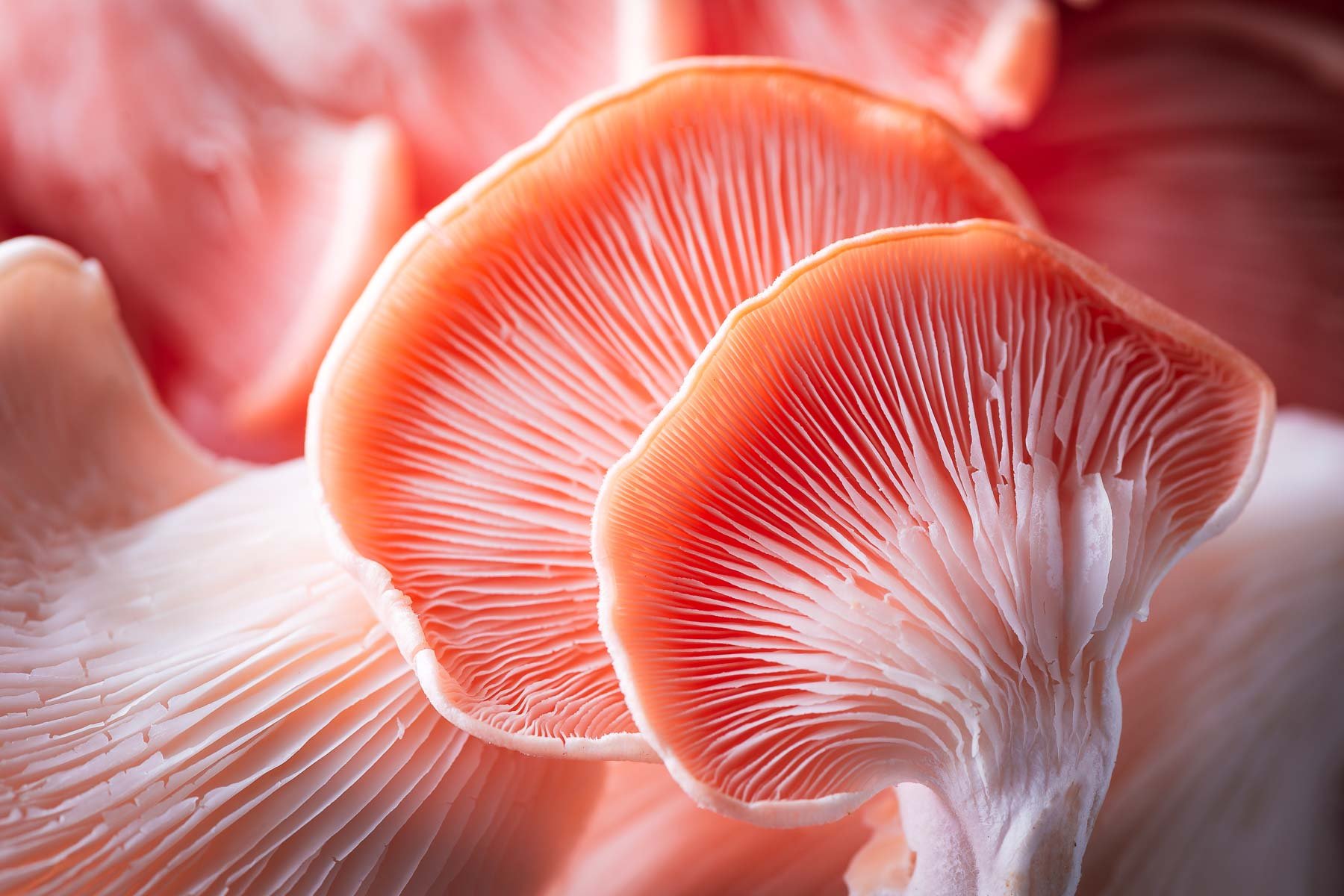 Pink Oyster Mushroom