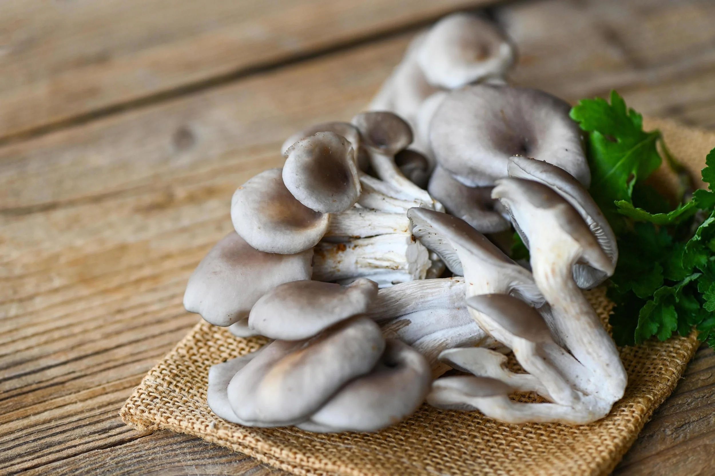 Grey Oyster Mushroom