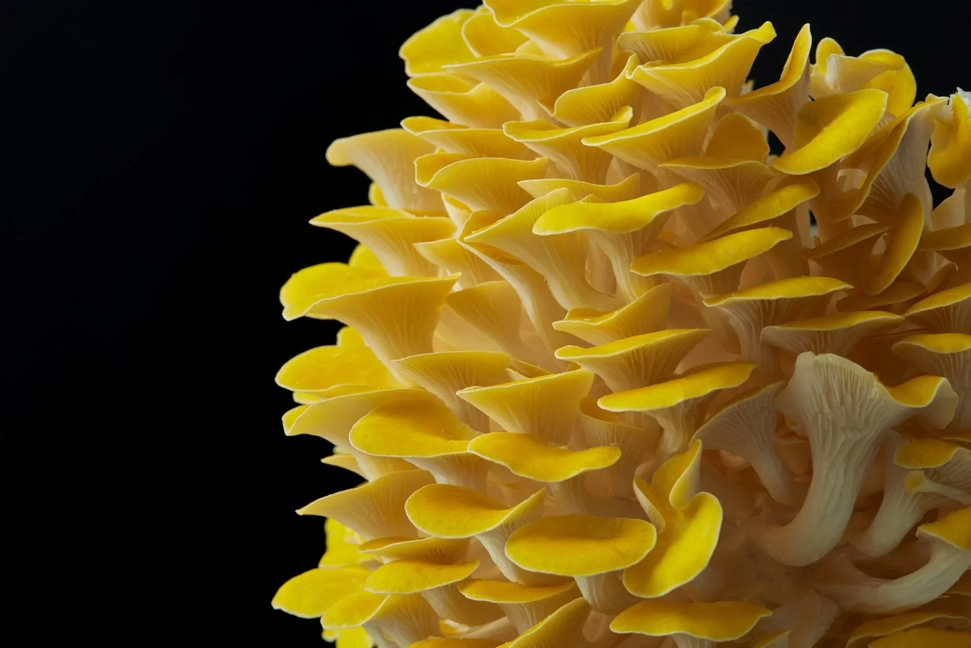 Golden Oyster Mushroom