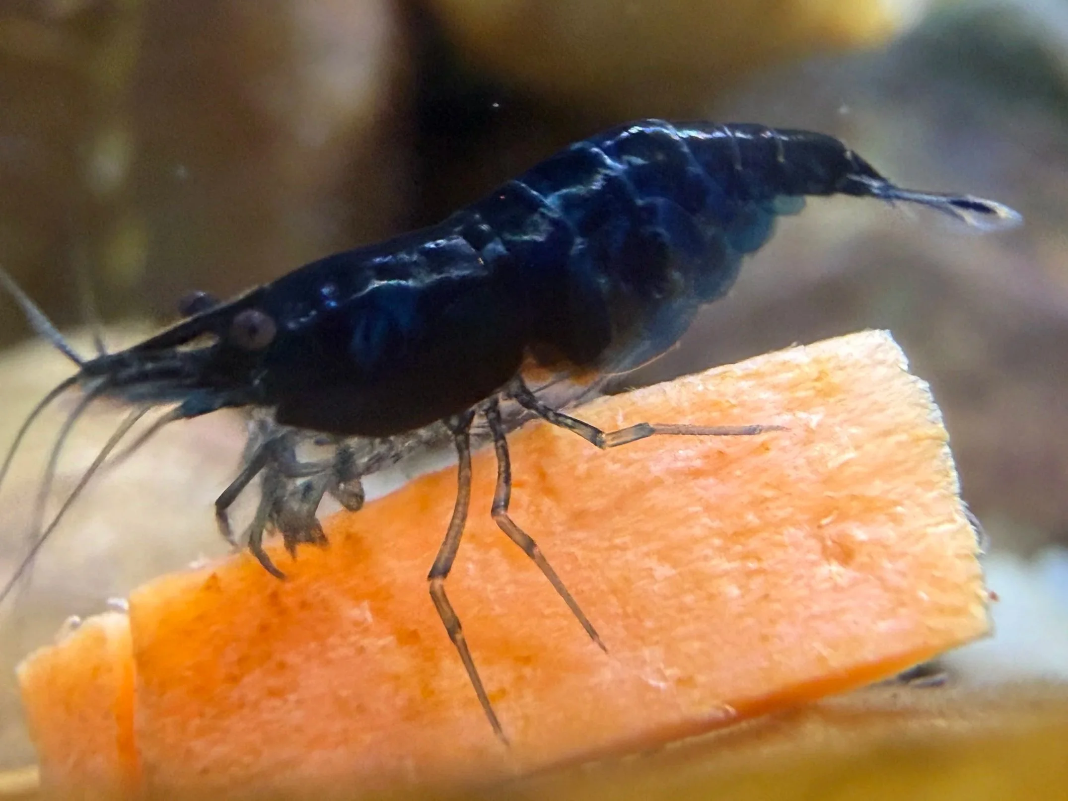 Neocaridina Care Guide