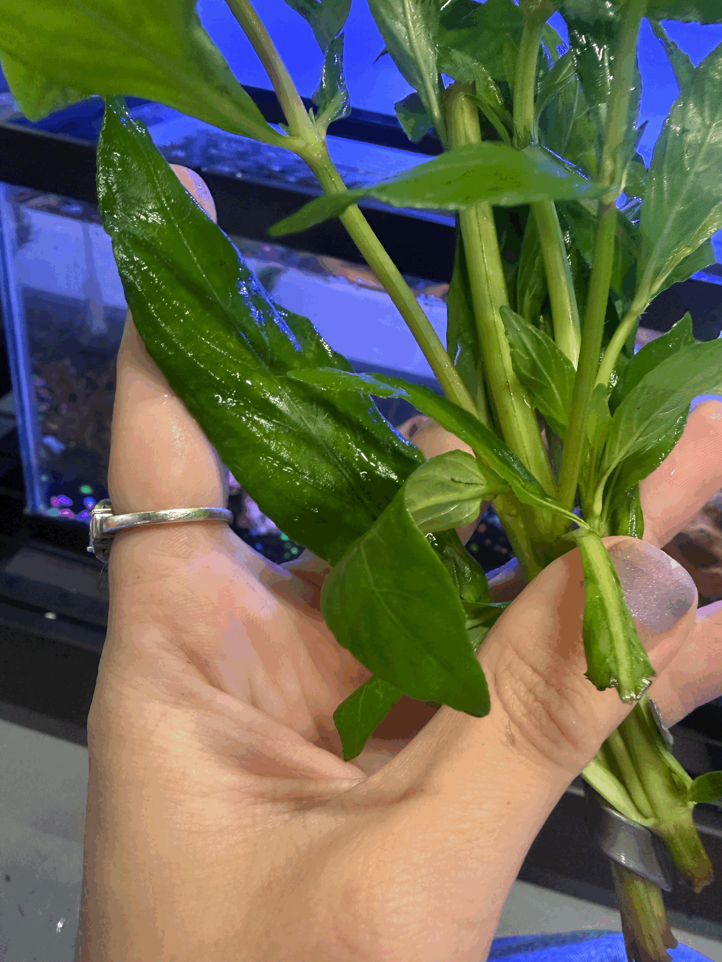 tempImagezu8gm2.gif