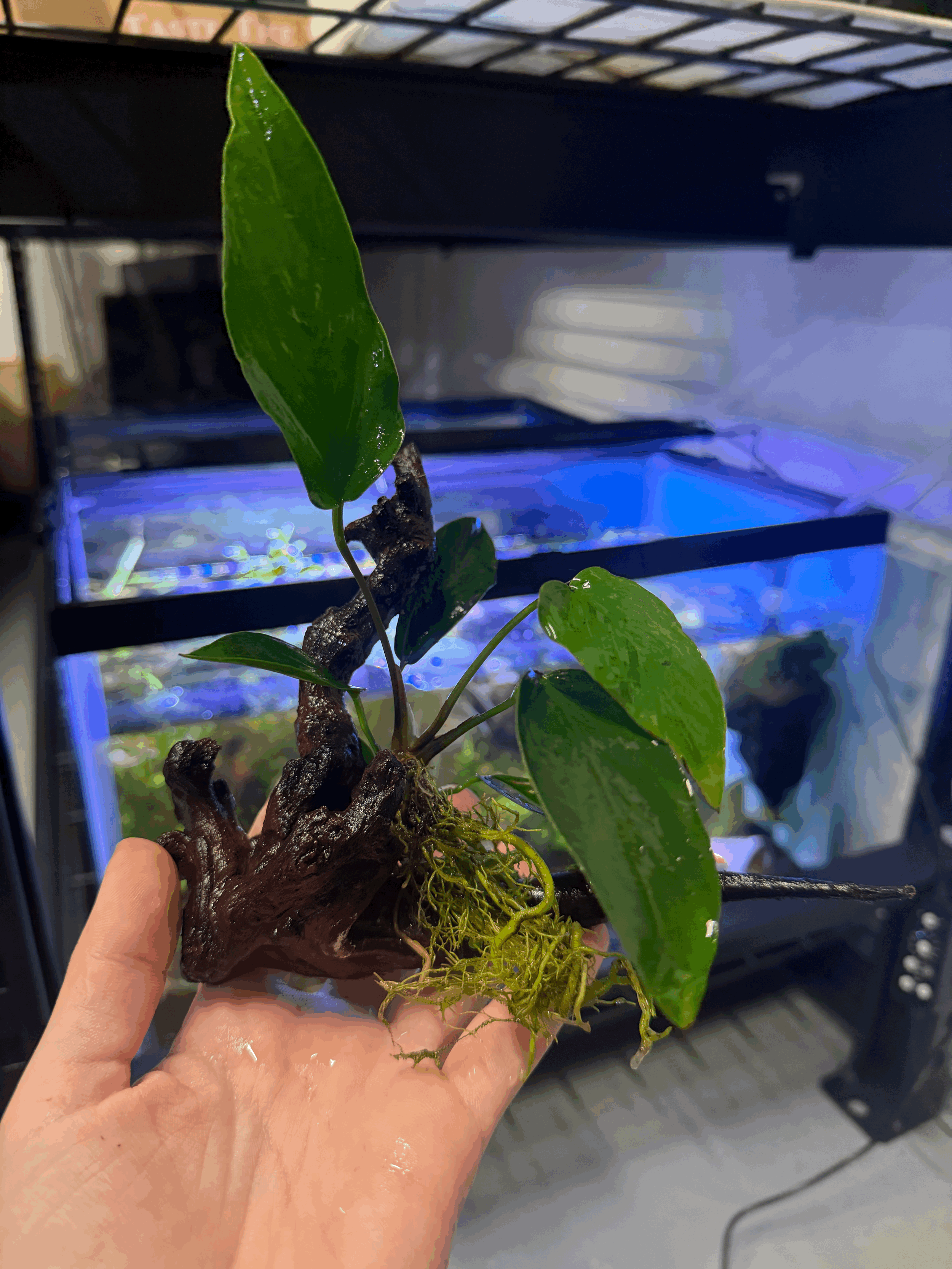 Medium Driftwood with Anubias