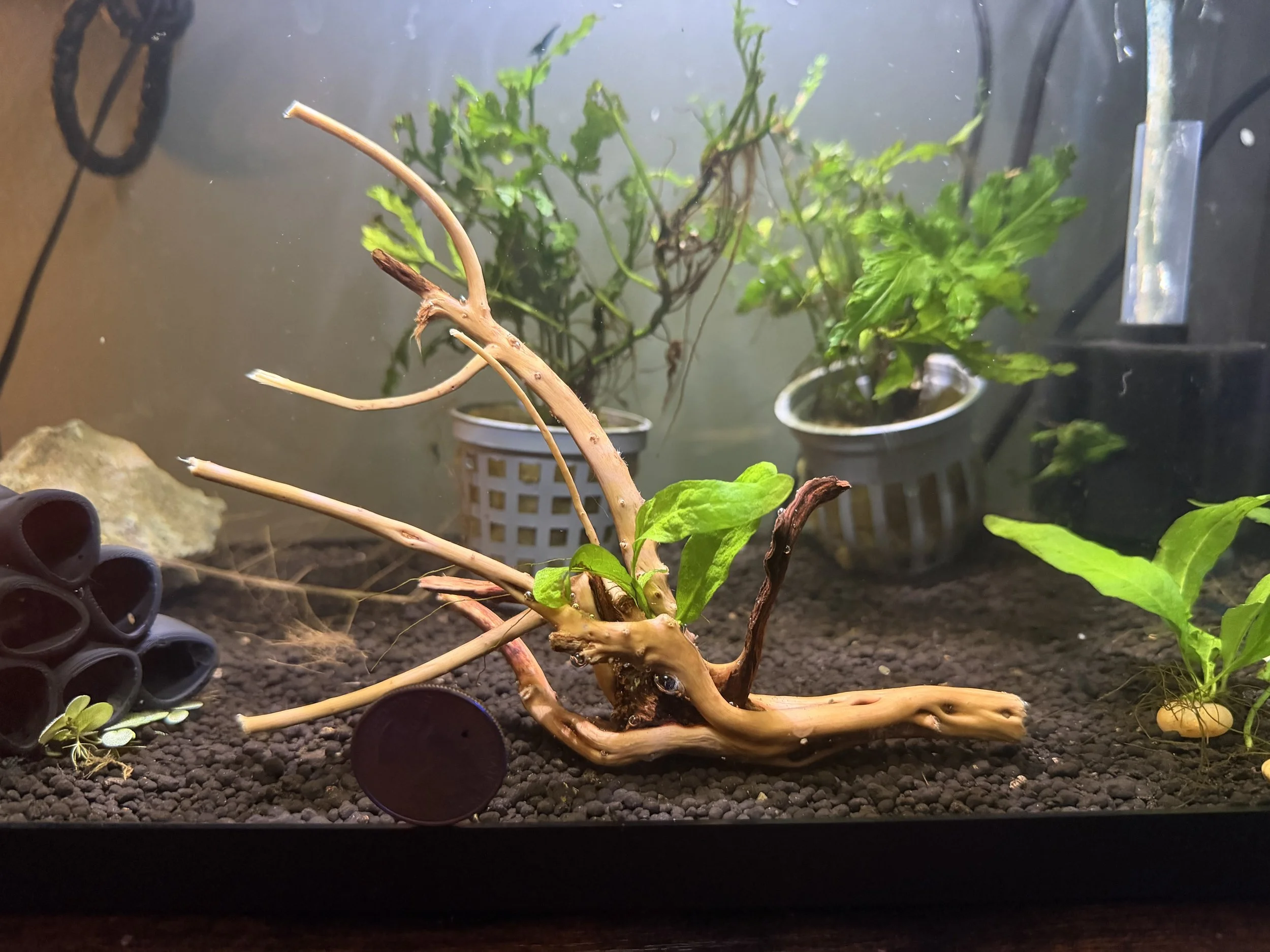 Java Fern Pup On Spiderwood (4 inch Tall)