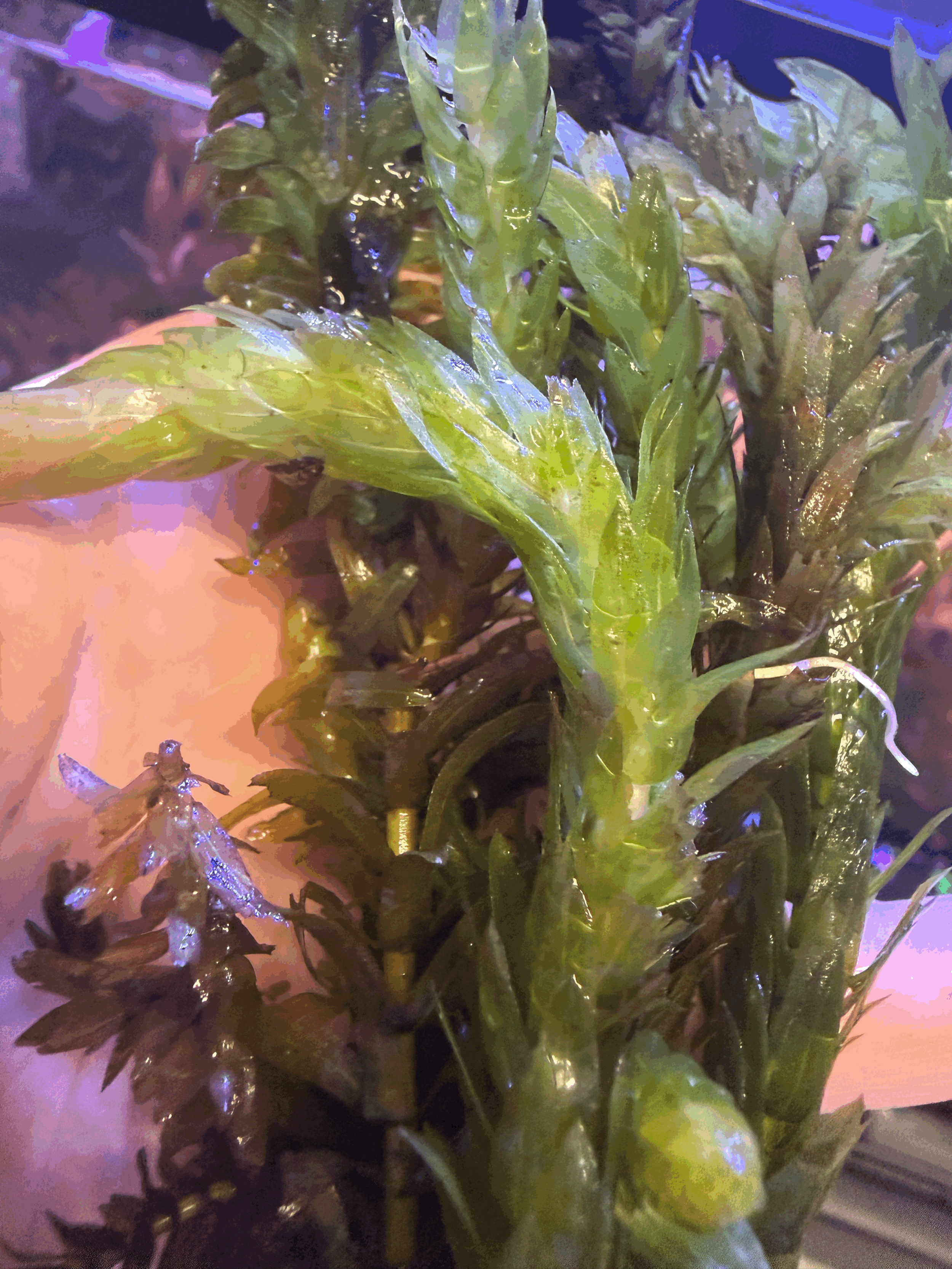 tempImagek1GZuh.gif