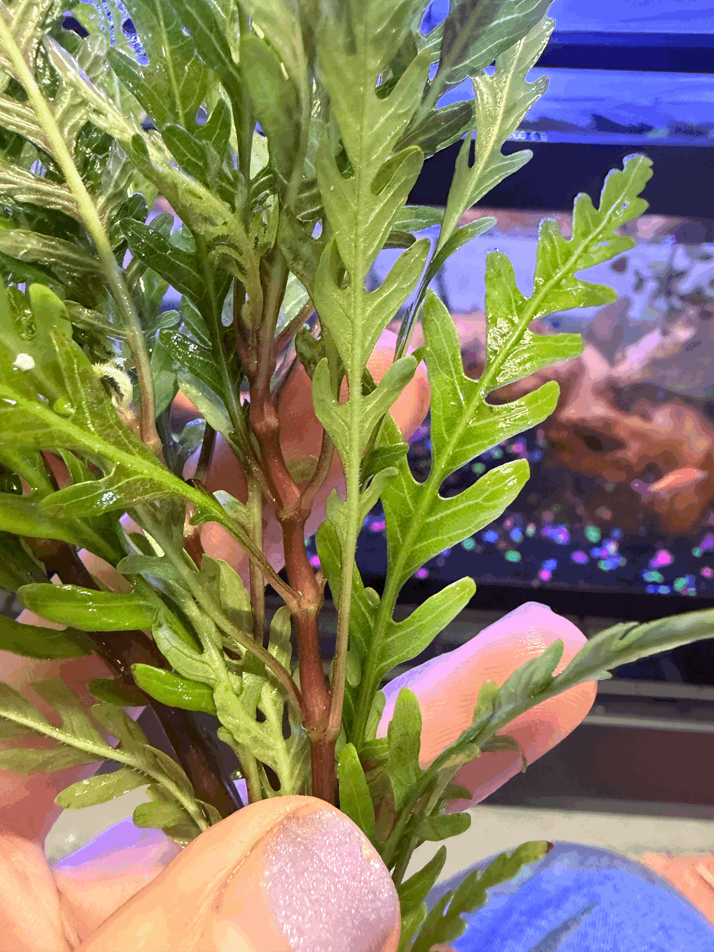 tempImageZ73nCm.gif