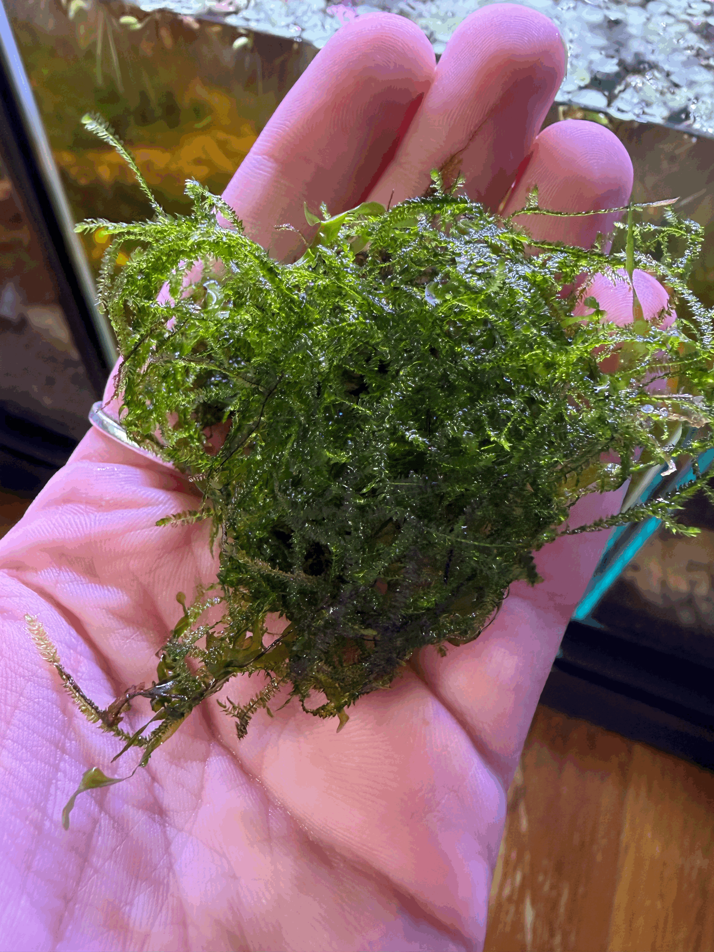 tempImagetSPoL1.gif