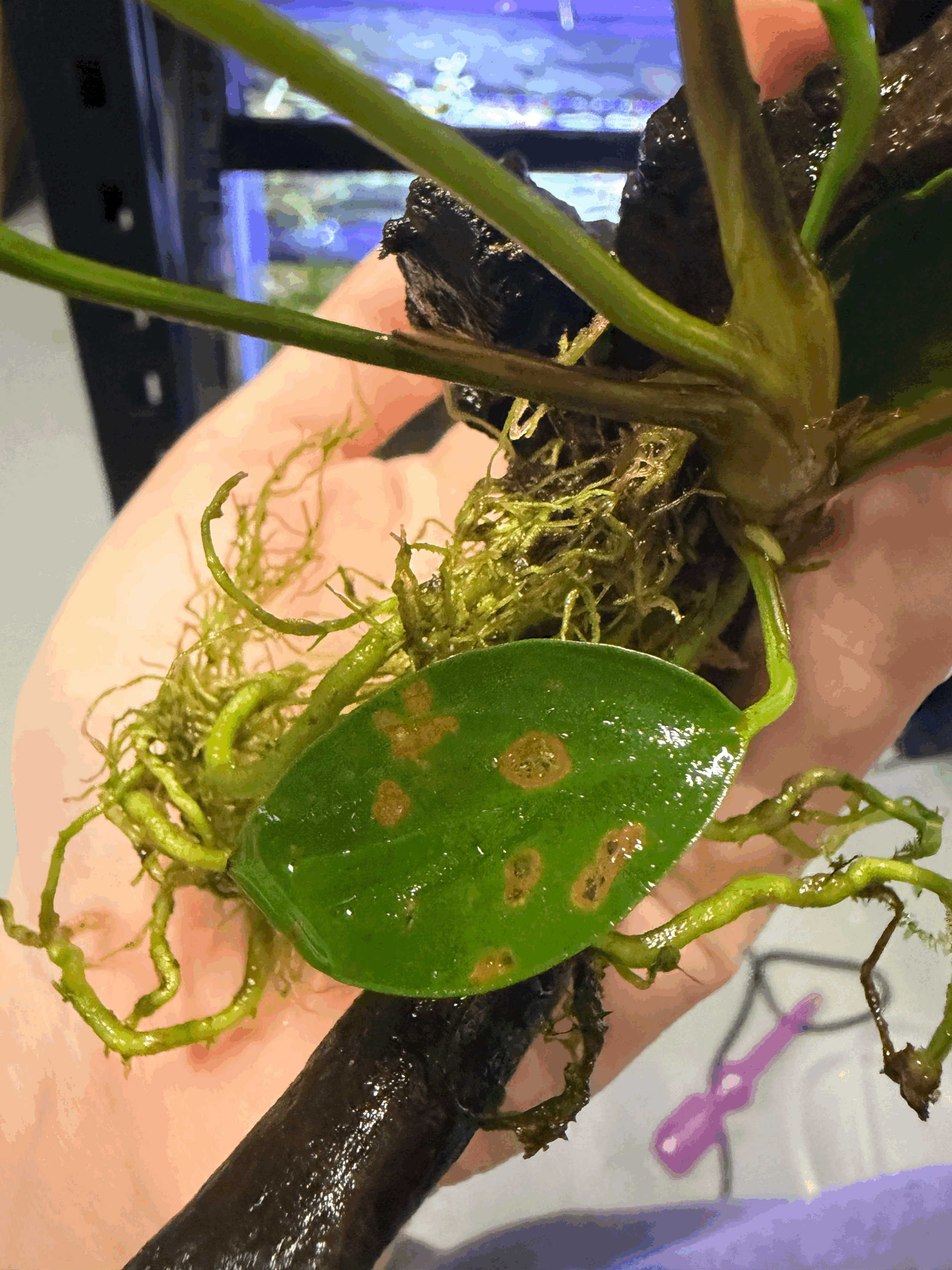 tempImageedTZoy.gif