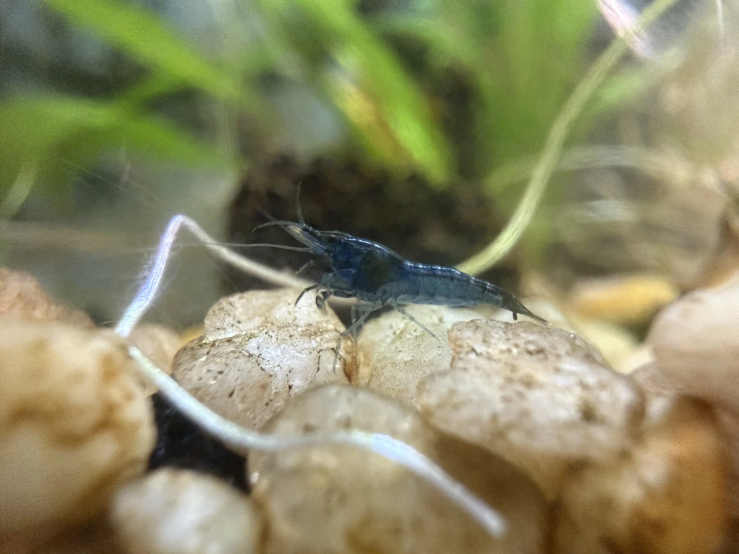 IMG_8287.jpeg