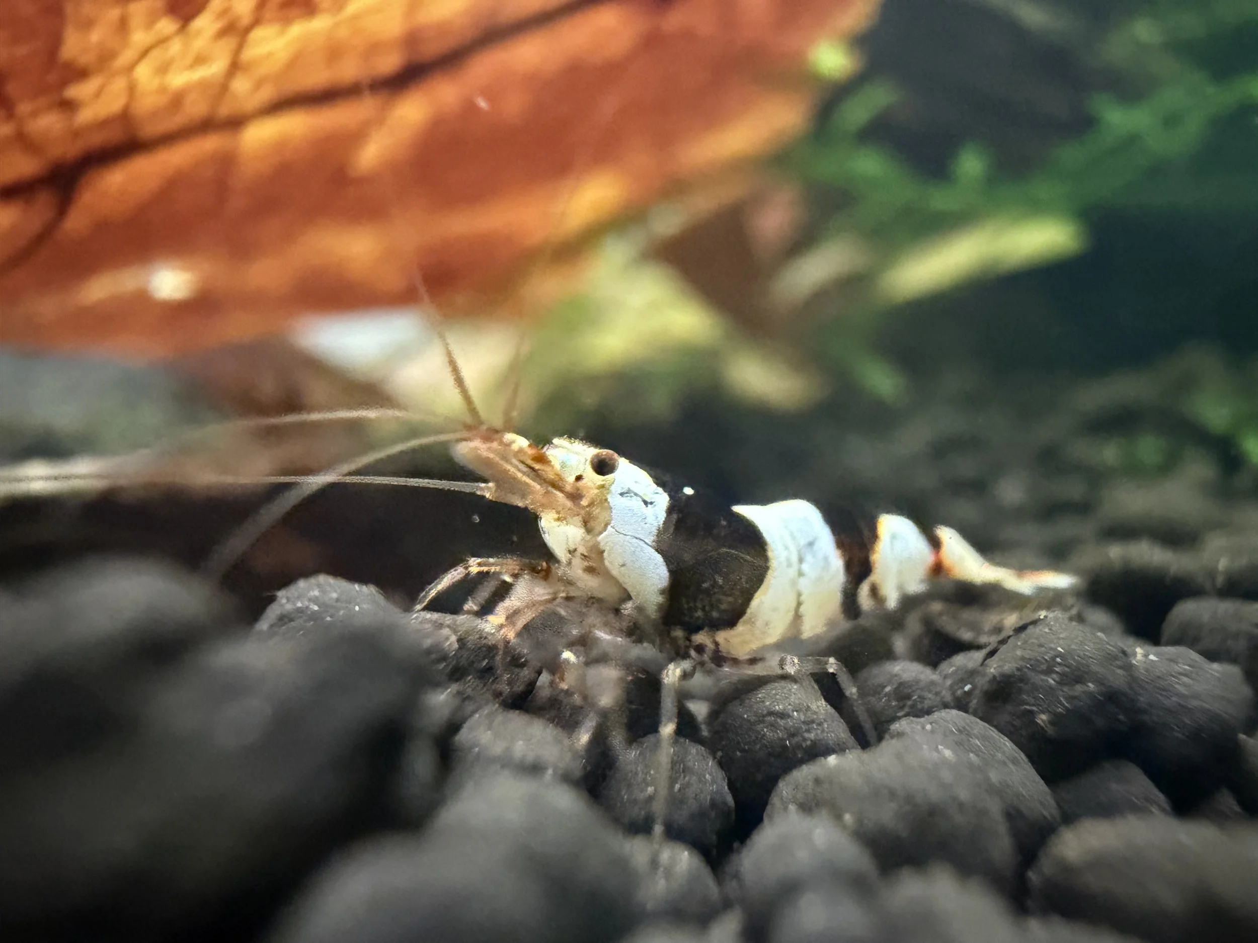 Pure Black Line (S Grade) Caridina Freshwater Dwarf Shrimp