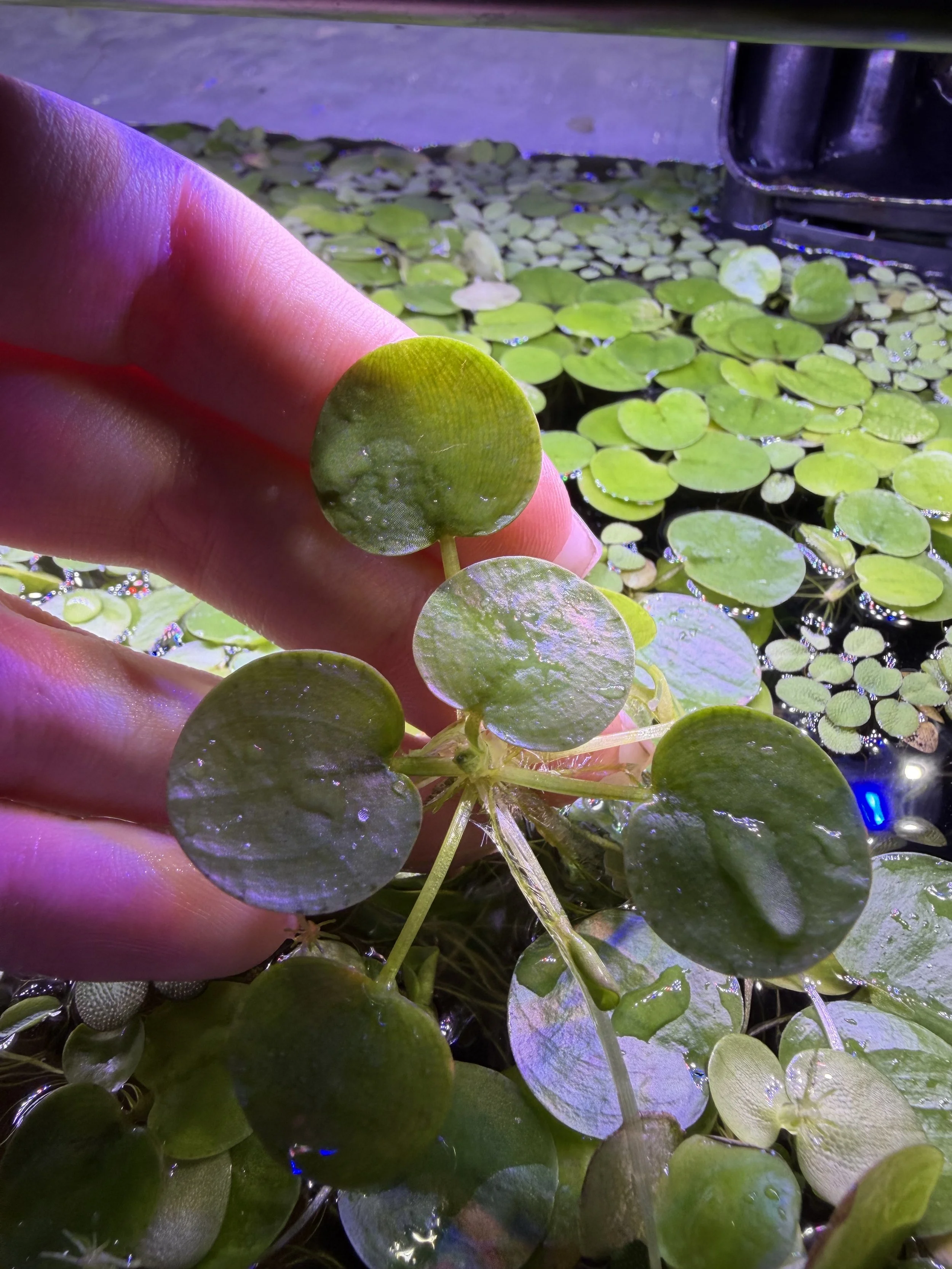 Live Frogbit Floating Freshwater Aquarium Plant (10+ Plants)