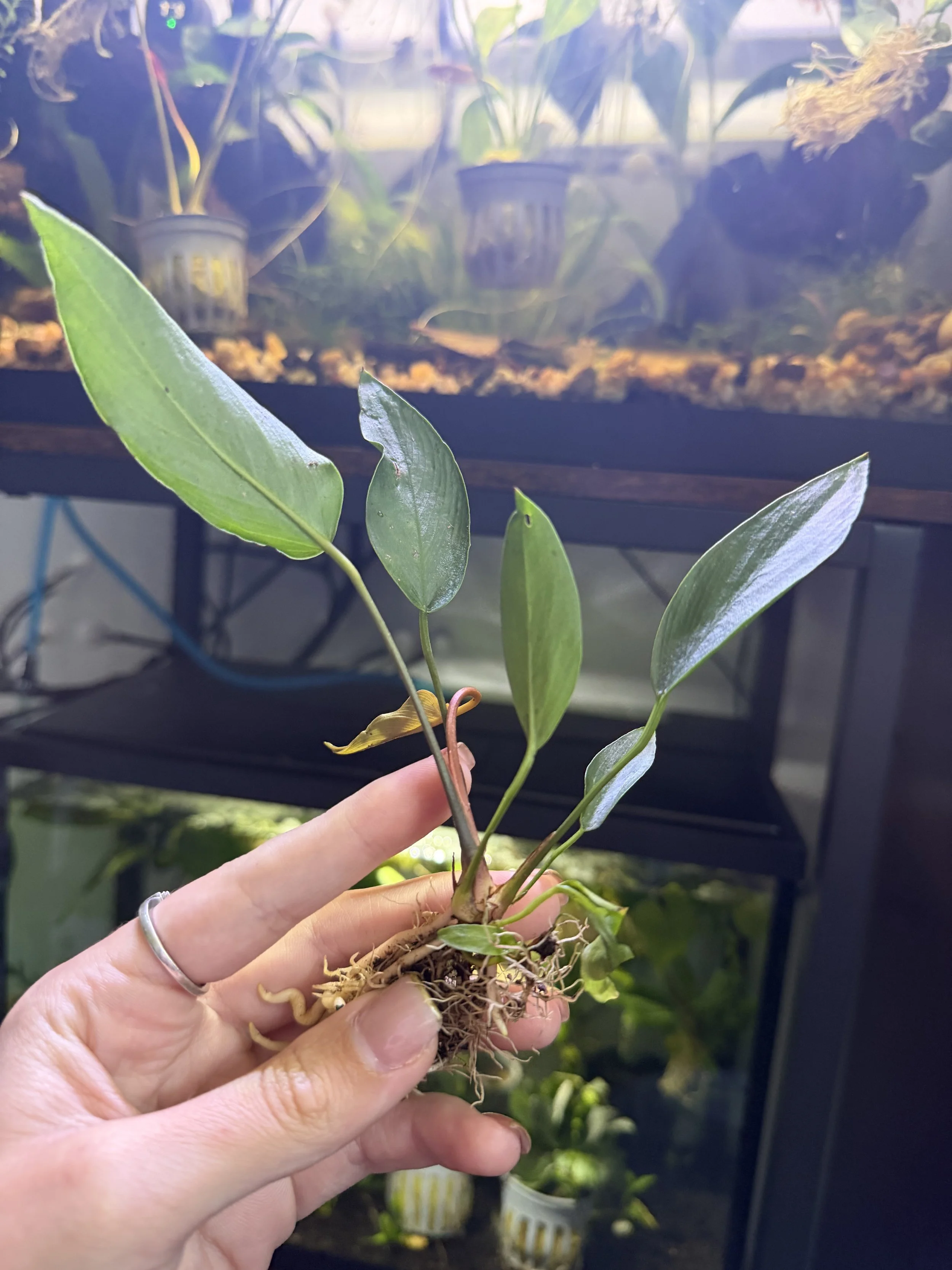 Live Anubias Afzelli Aquatic Aquarium Plant Bare Root (6 in)