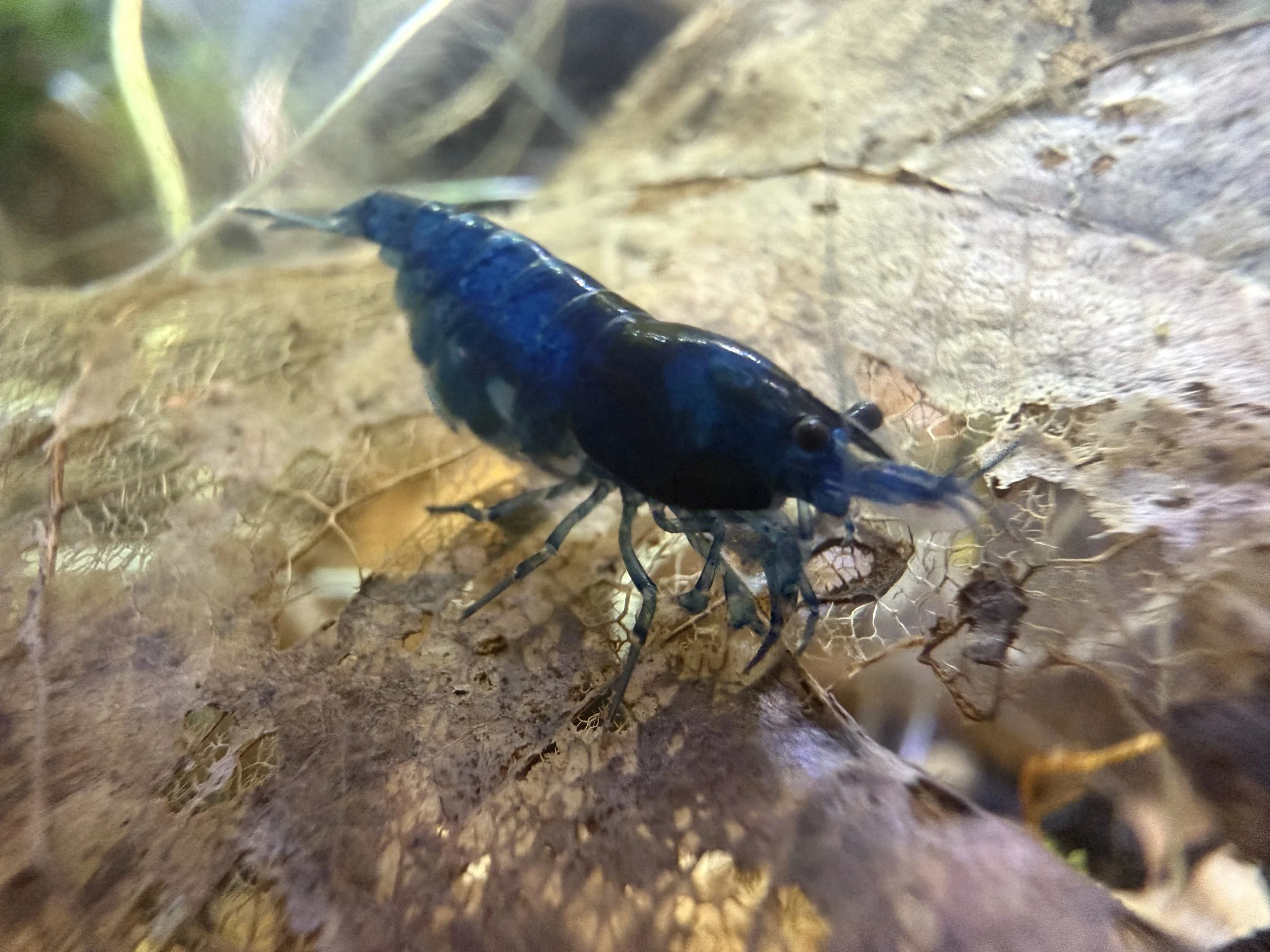 Live Blue Dream Low Grade Neocaridina Dwarf Shrimp