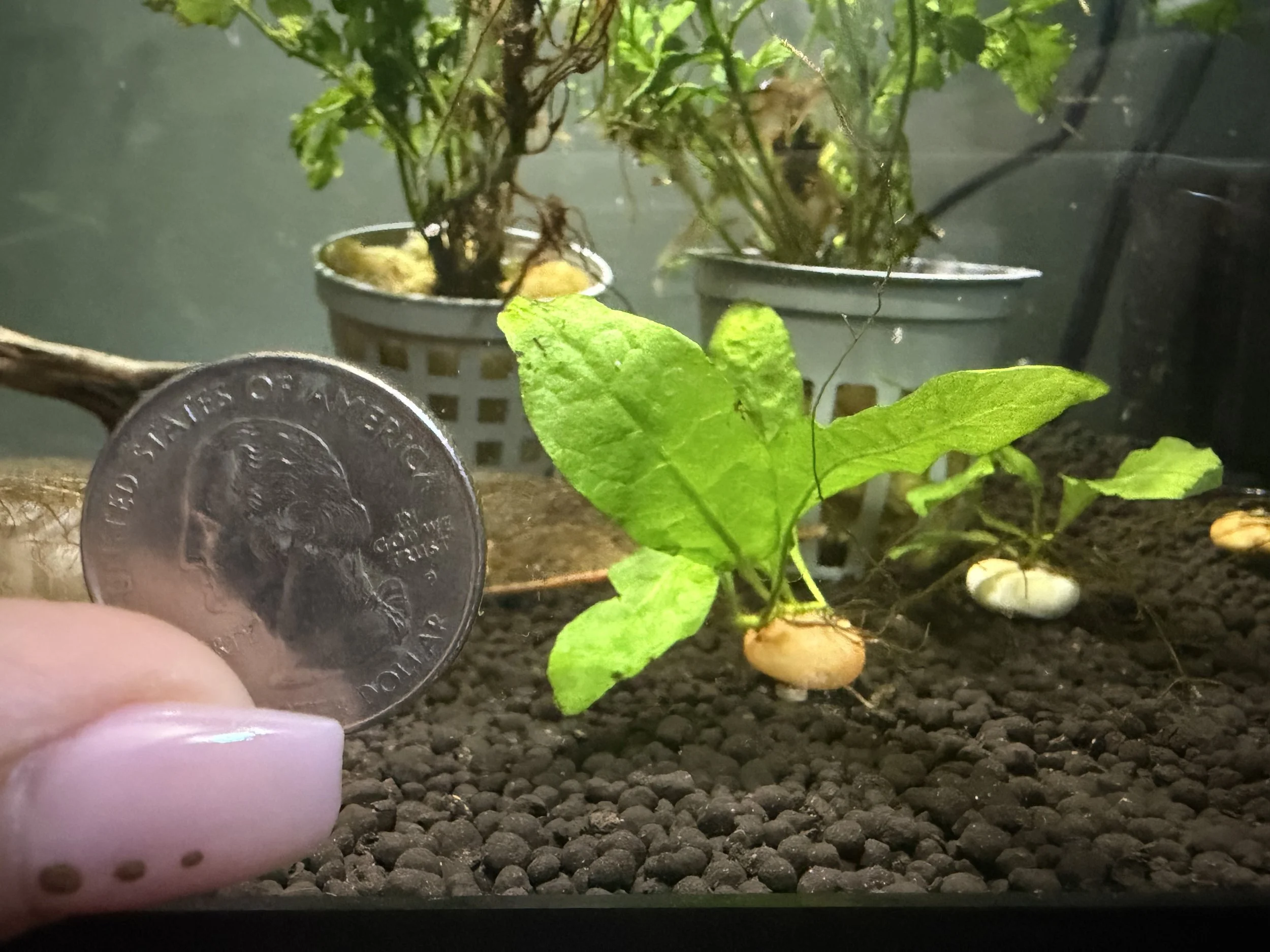 Java Fern Pup on Pebble (1 inch)