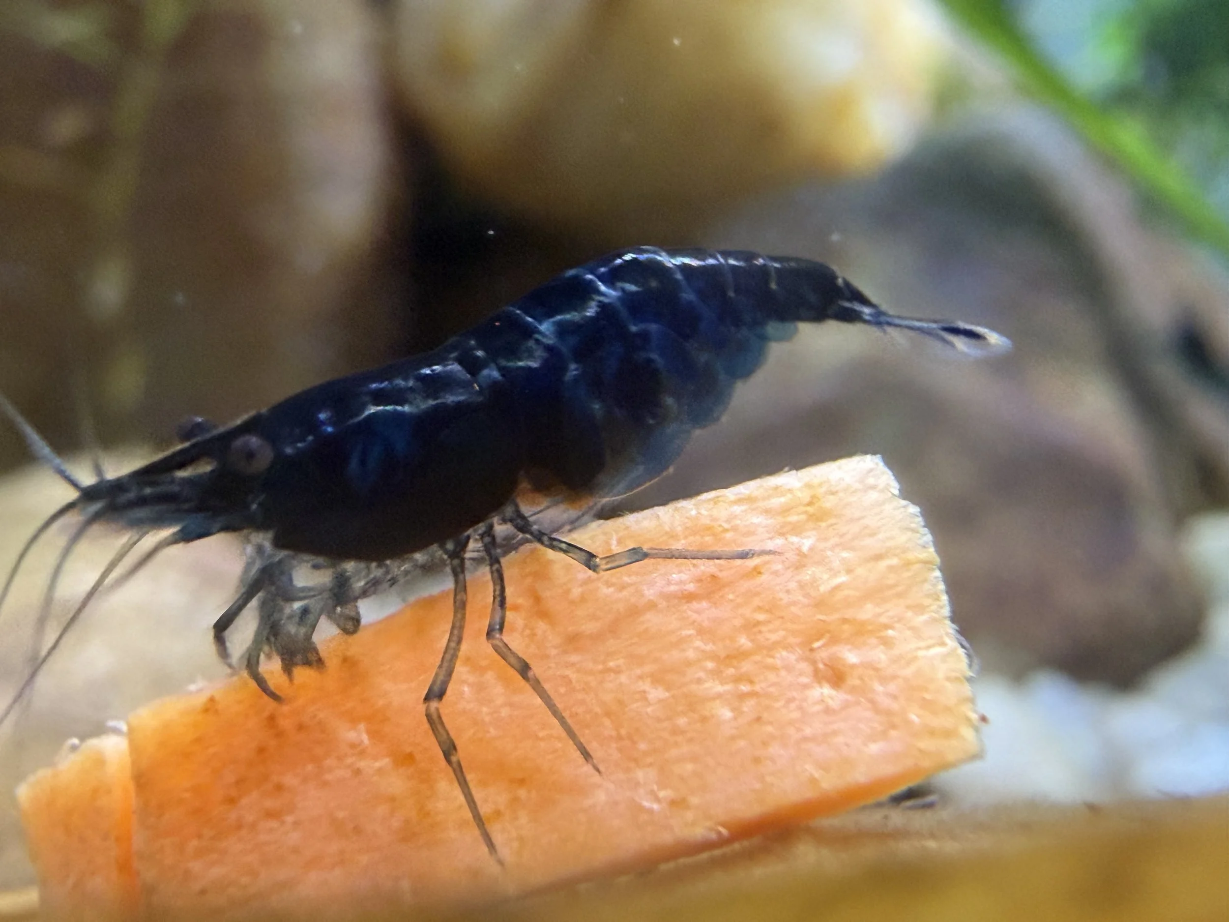 Blue Dream Neocaridina Freshwater Dwarf Shrimp