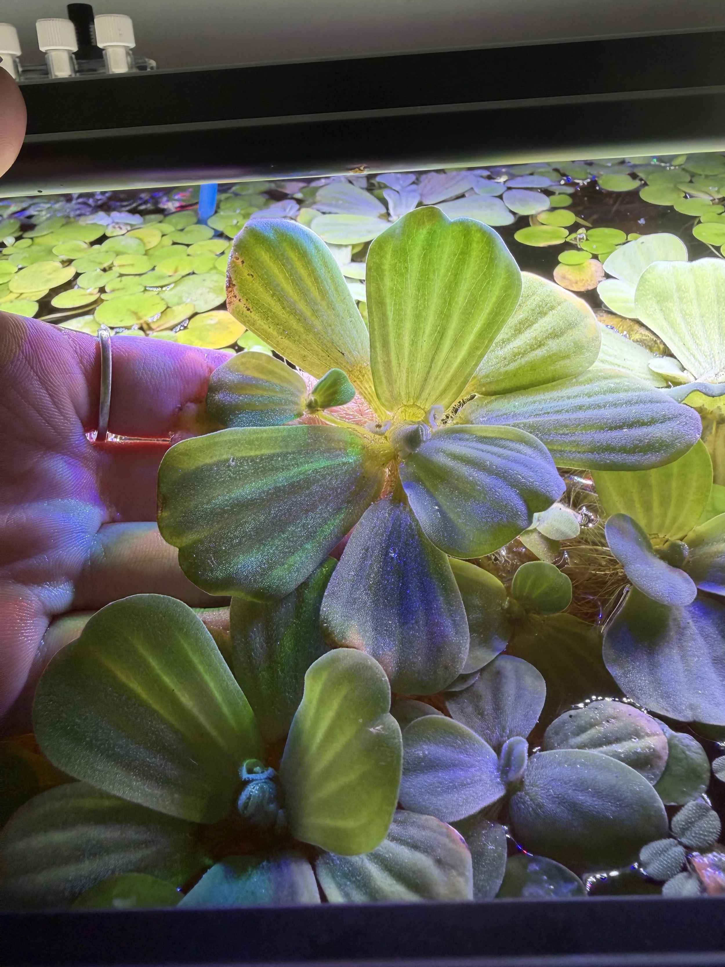 Live Dwarf Water Lettuce Floating Freshwater Aquarium Plant (5+ Plants)