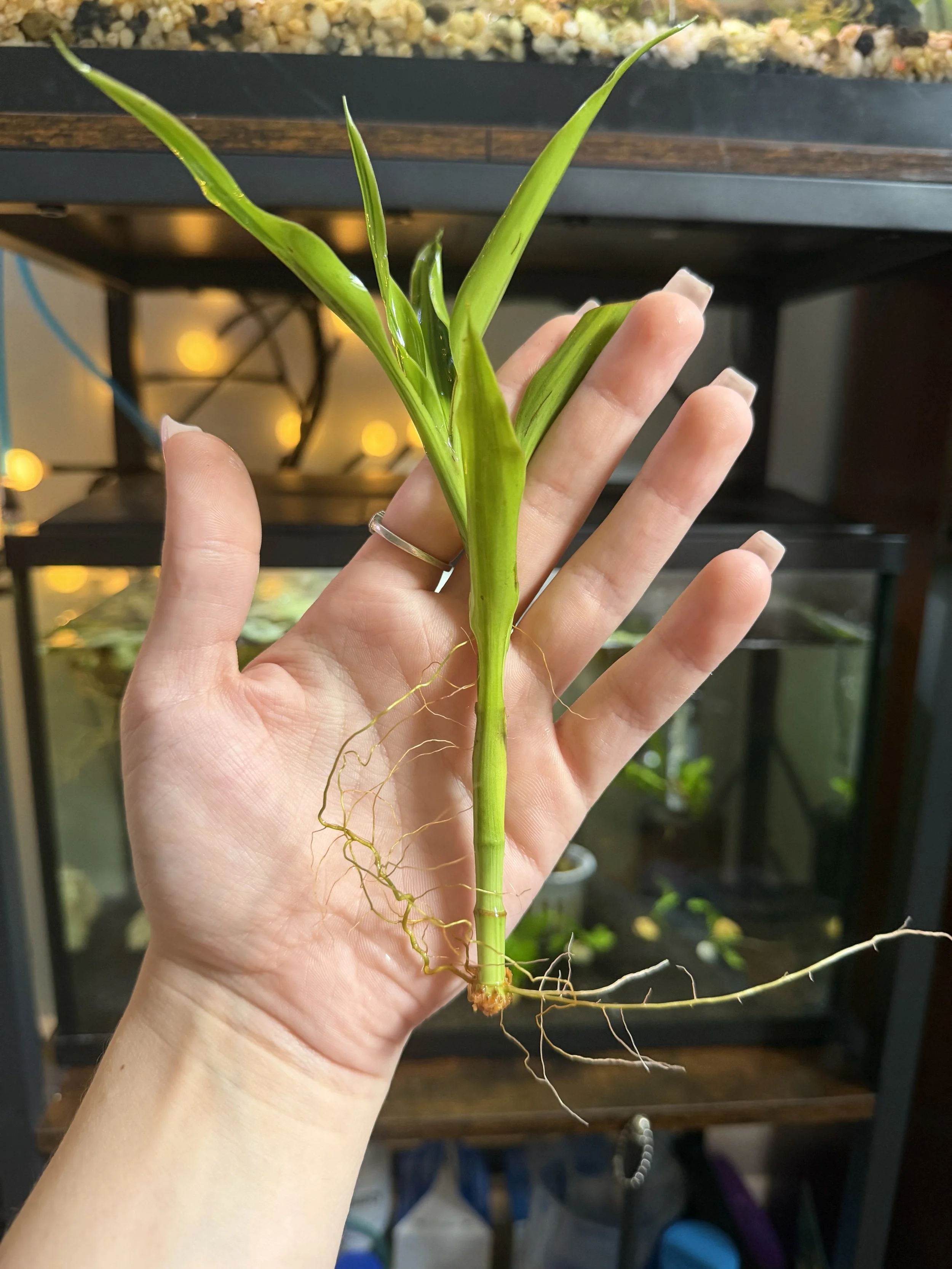 Live Golden Ribbon/Lucky Bamboo Semi-Aquatic Aquarium Plant (8-9 in)
