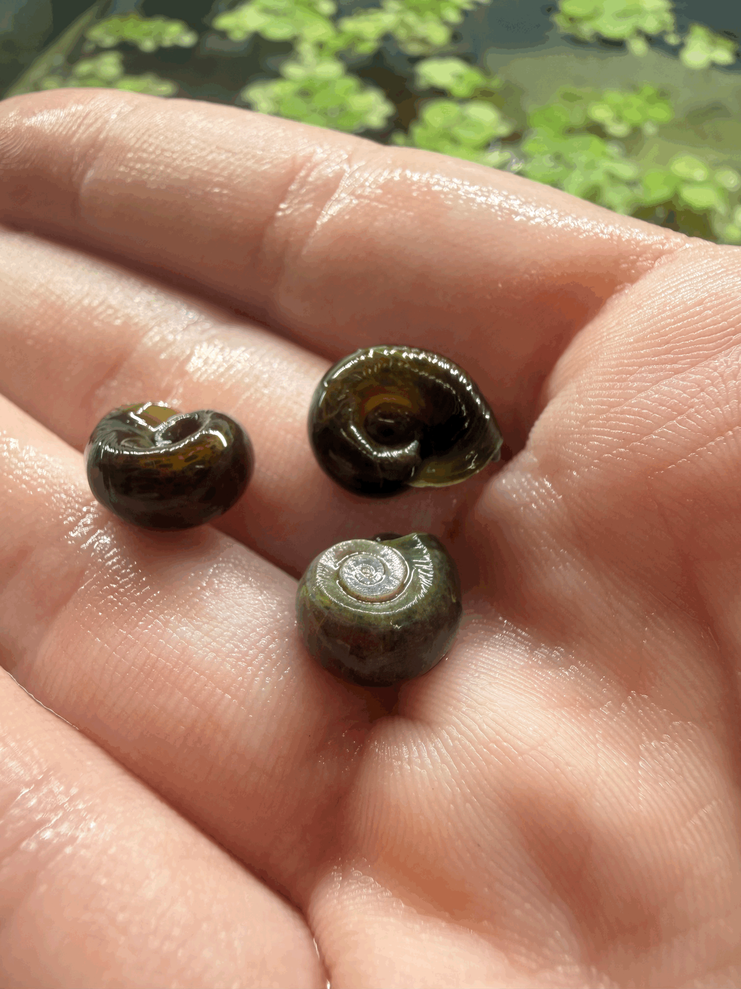 10+ Live Ramshorn Feeder Snails - Assorted