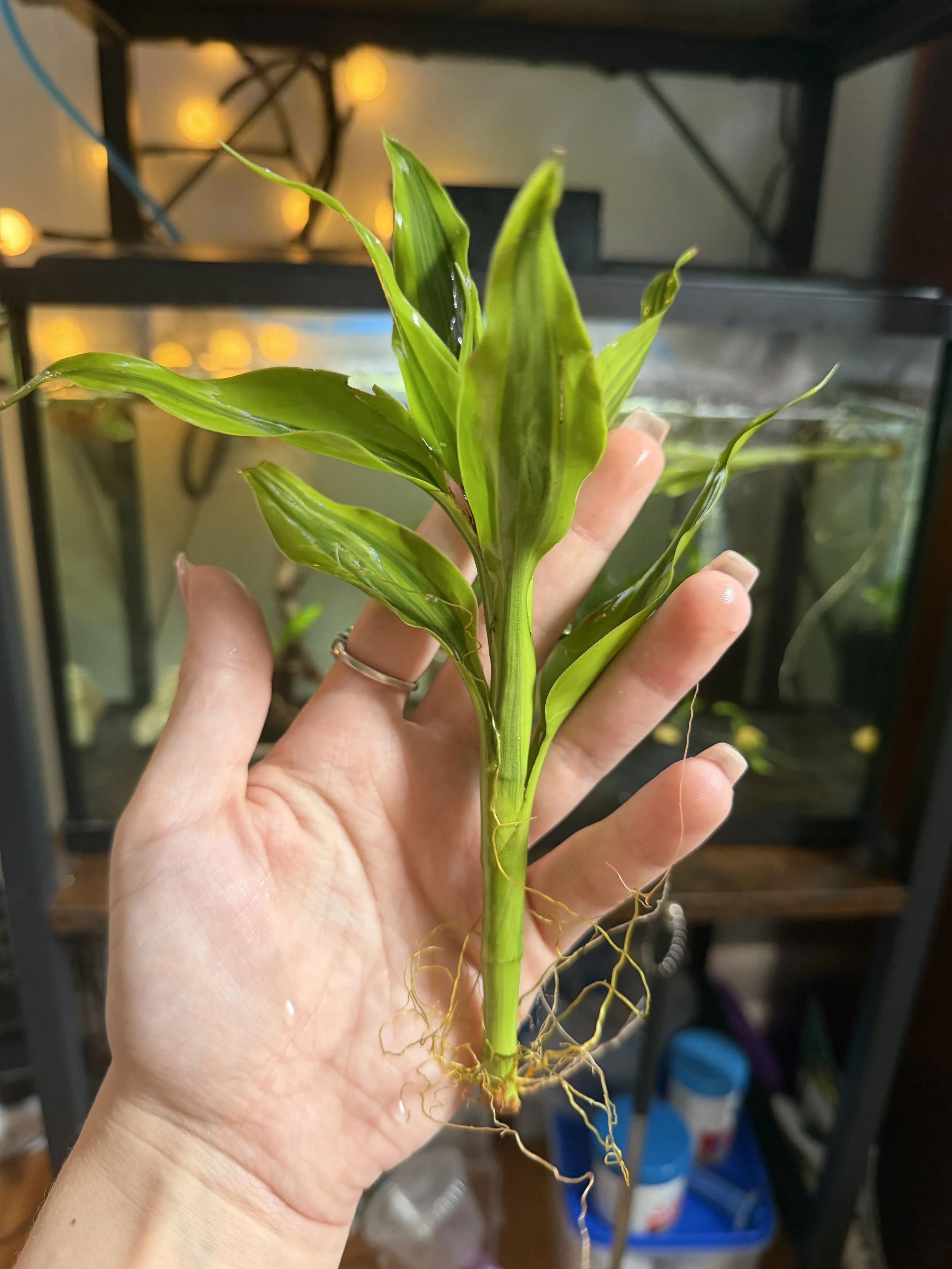 Live Golden Ribbon/Lucky Bamboo Semi-Aquatic Aquarium Plant (8-9 in)