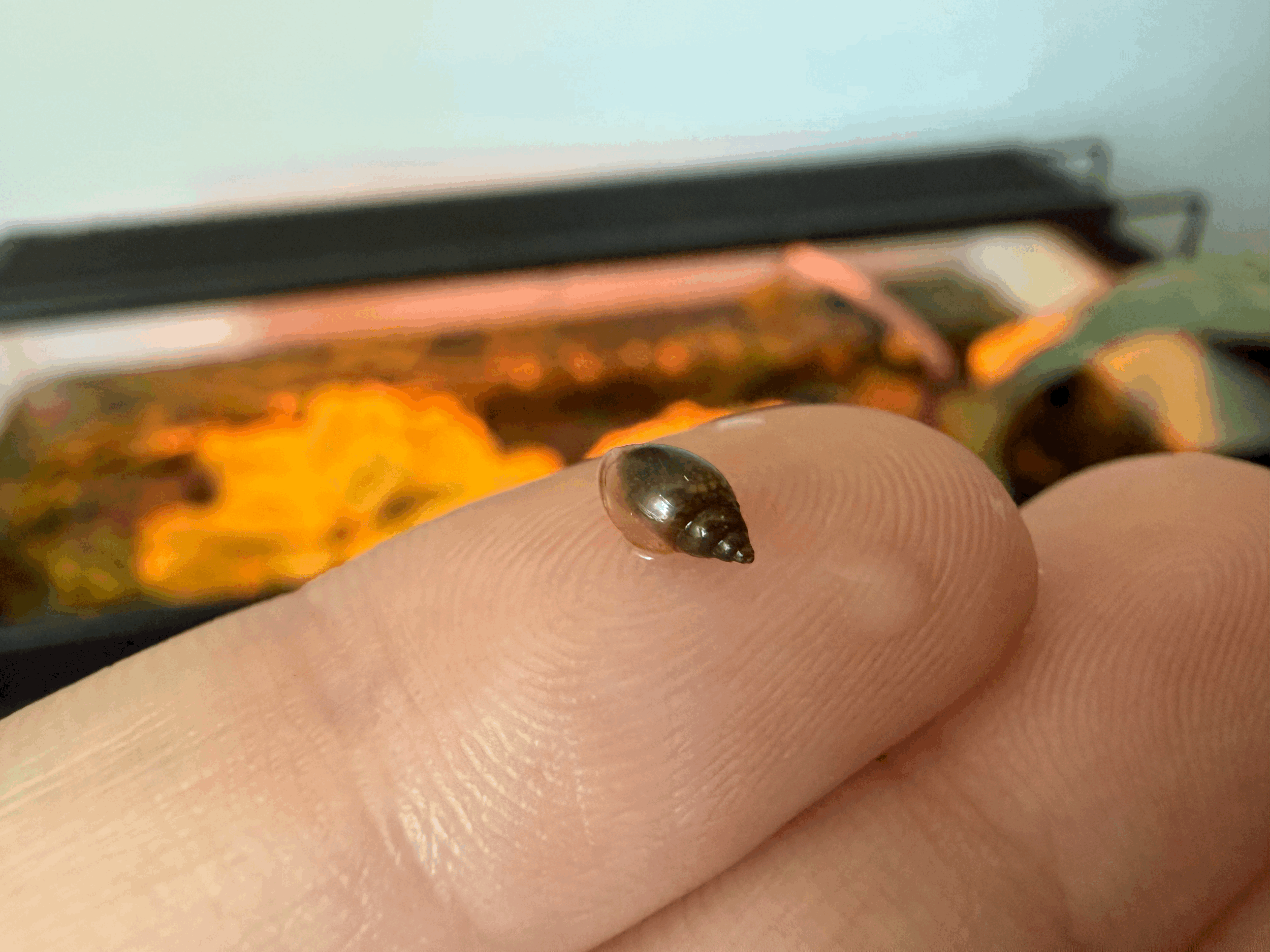 20+ Live Xtra Small Bladder Snails / Feeder Snails