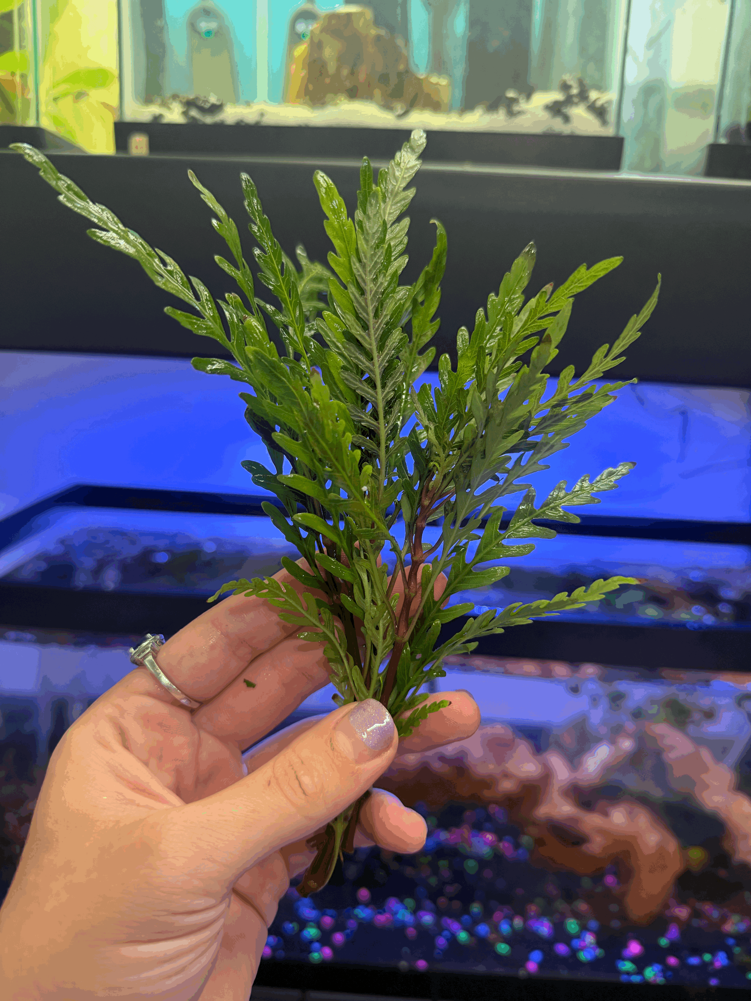 Live Hygrophila Pinnatifida Freshwater Aquarium Plant Bunch