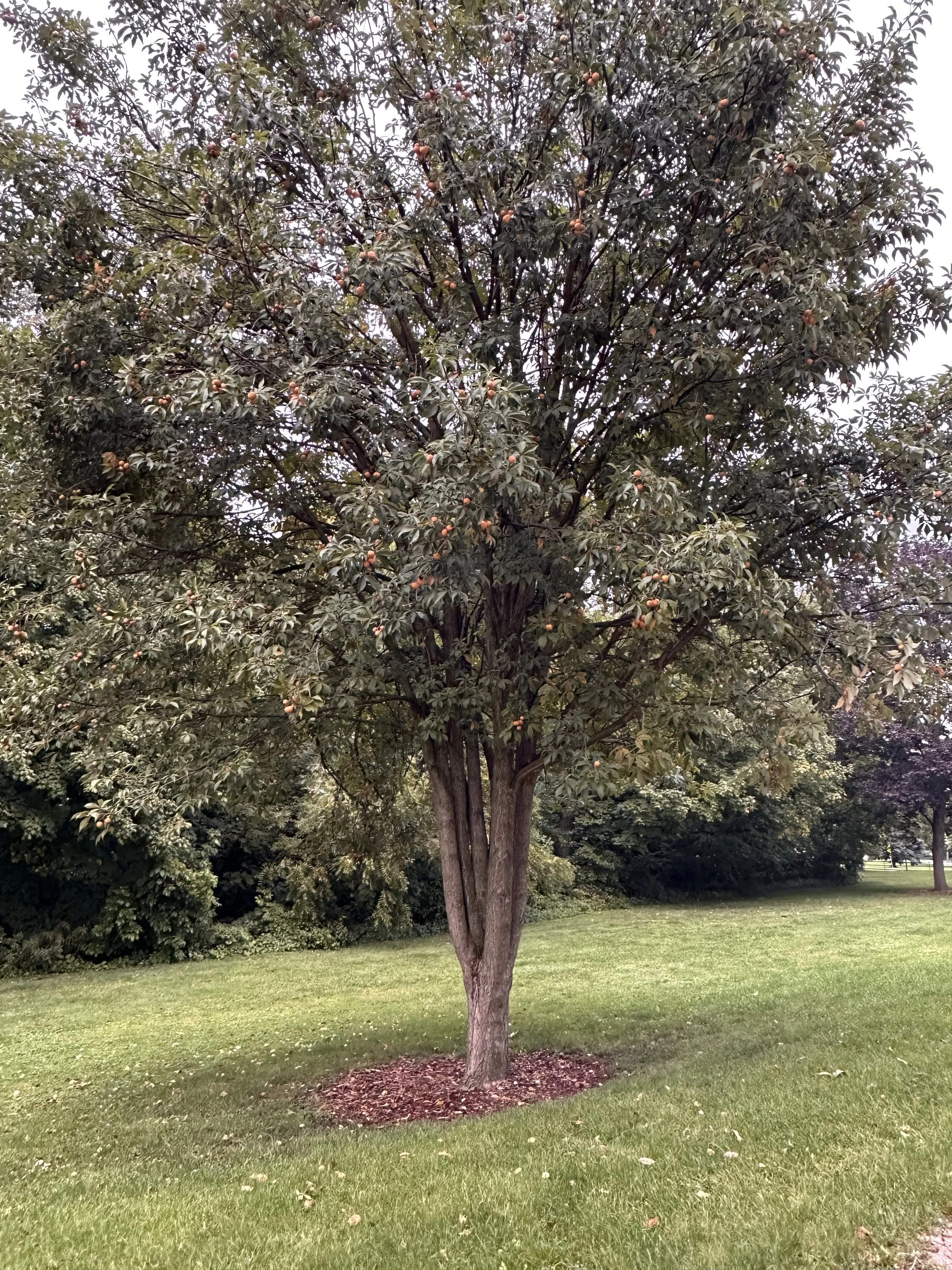 A single tree with green leaves and small orange fruits standing on a grassy lawn, with other trees and greenery in the background.