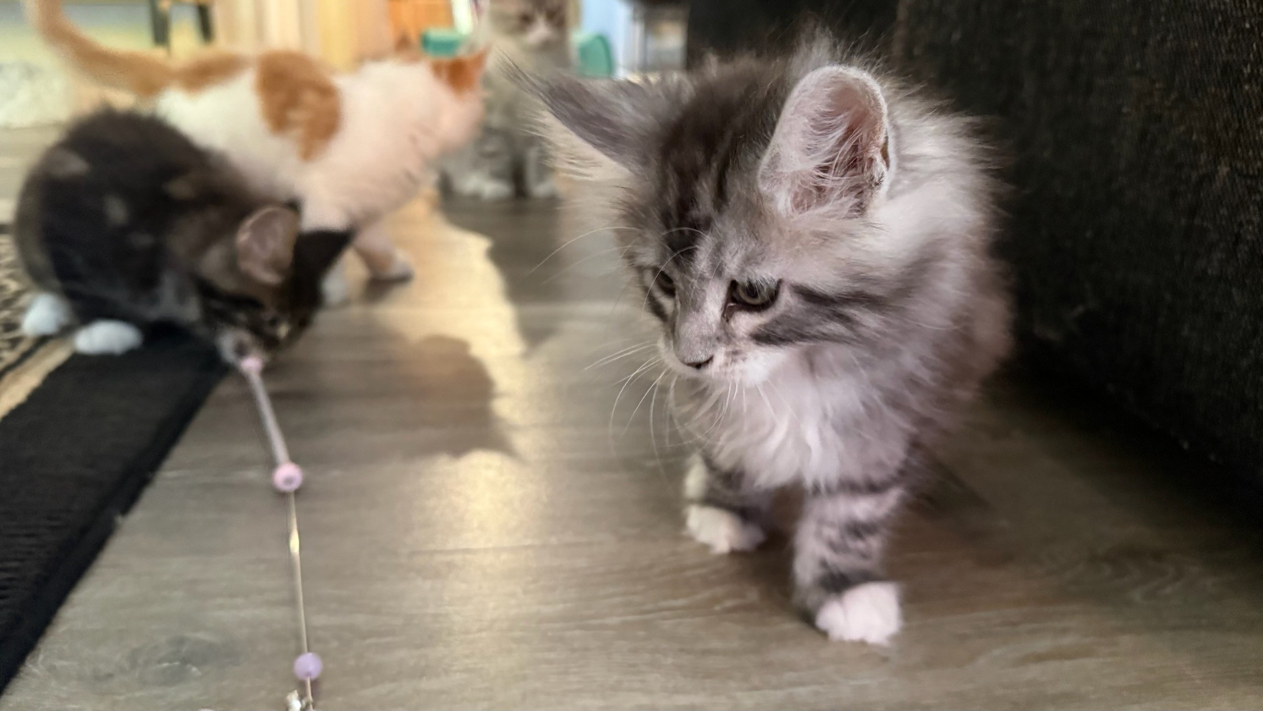 Shubacoons-Silver-Tabby-White-Maine-Coon-Kitten-Stalking-Toy-Southern-Tier-NY.jpg