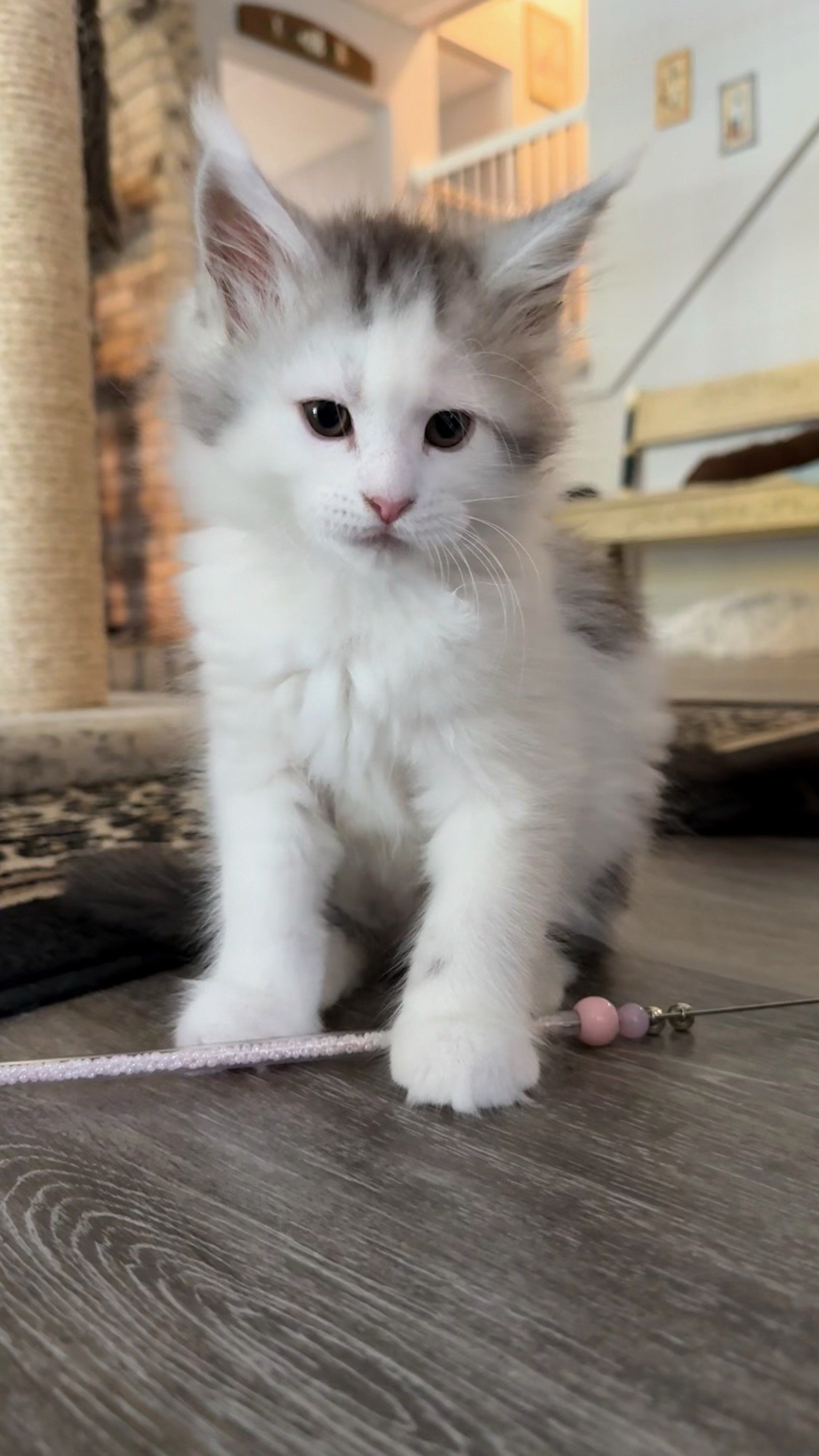 A cute white and gray kitten with large ears playing on a wooden floor, near a cat scratching post and a pink toy with beads.