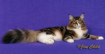 GC NW Shubacoons Lincoln Park, Grand Champion National Winner brown mackerel tabby Maine Coon male, CFA's 2nd Best Maine Coon nationally 2004–2005, at Shubacoons cattery in Binghamton NY