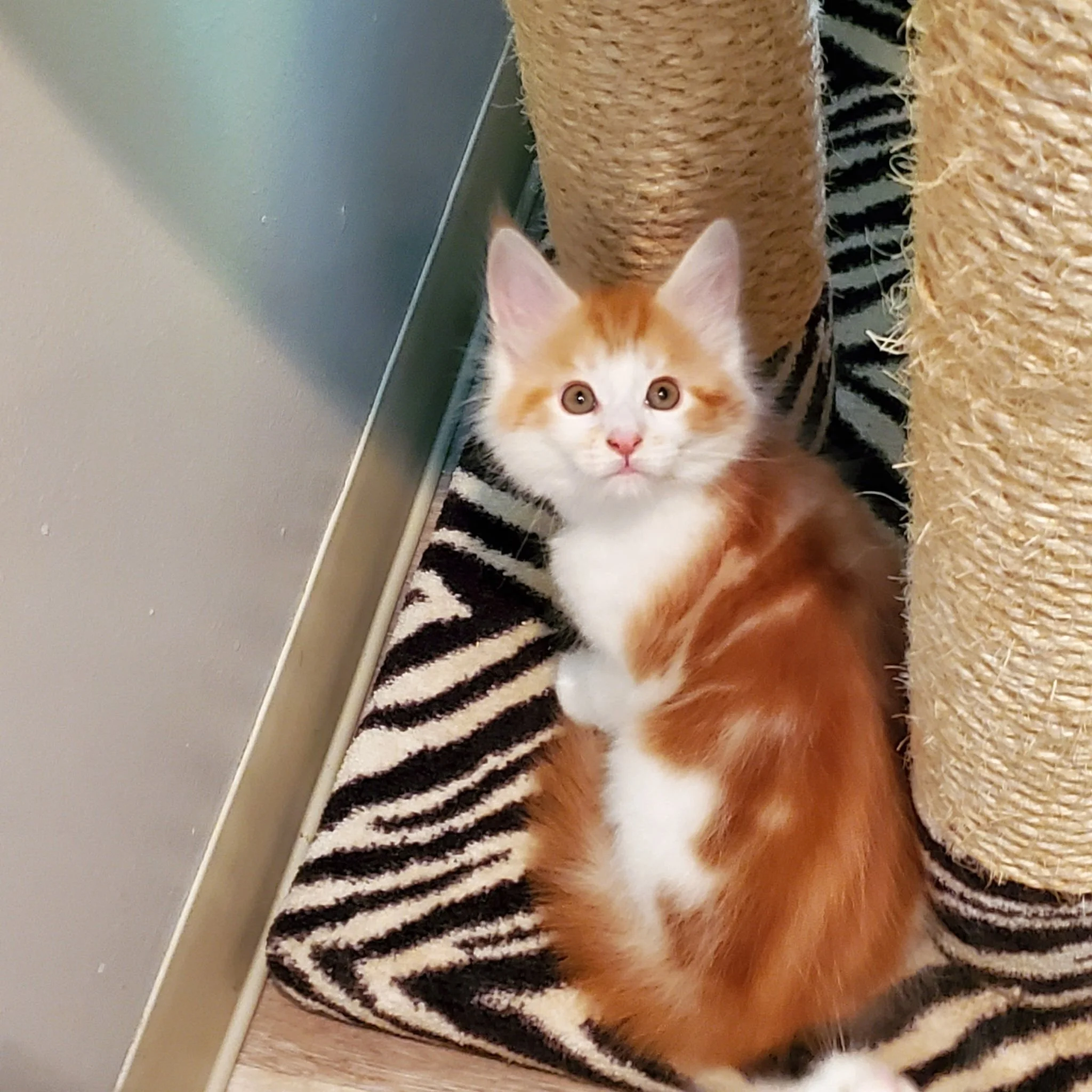 Shubacoons-Red-White-Bicolor-Maine-Coon-Kitten-Binghamton-NY.jpeg