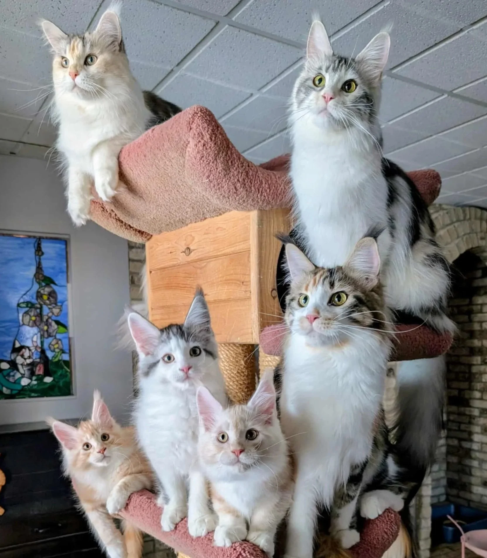 Group of multiple cats of various colors and patterns, sitting on a cat tree with a pink padded platform, inside a room with brick walls and a stained glass window.