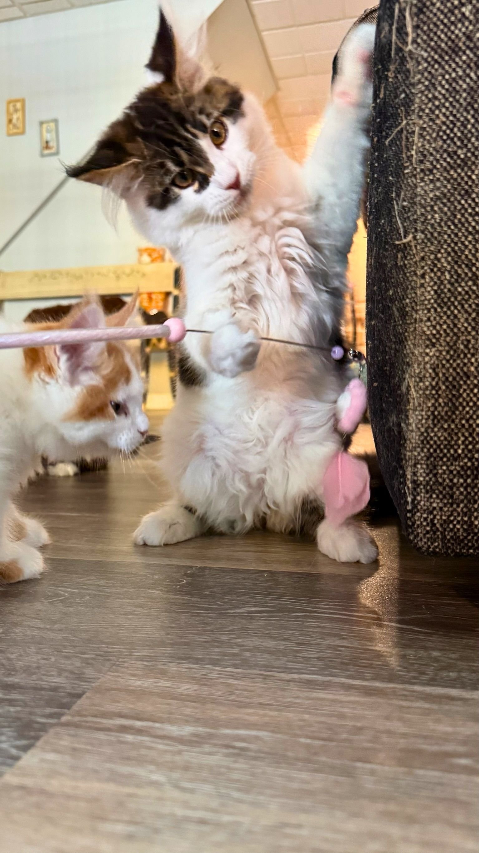 A fluffy black and white kitten playing with a pink feather on a stick, with another orange and white kitten nearby.