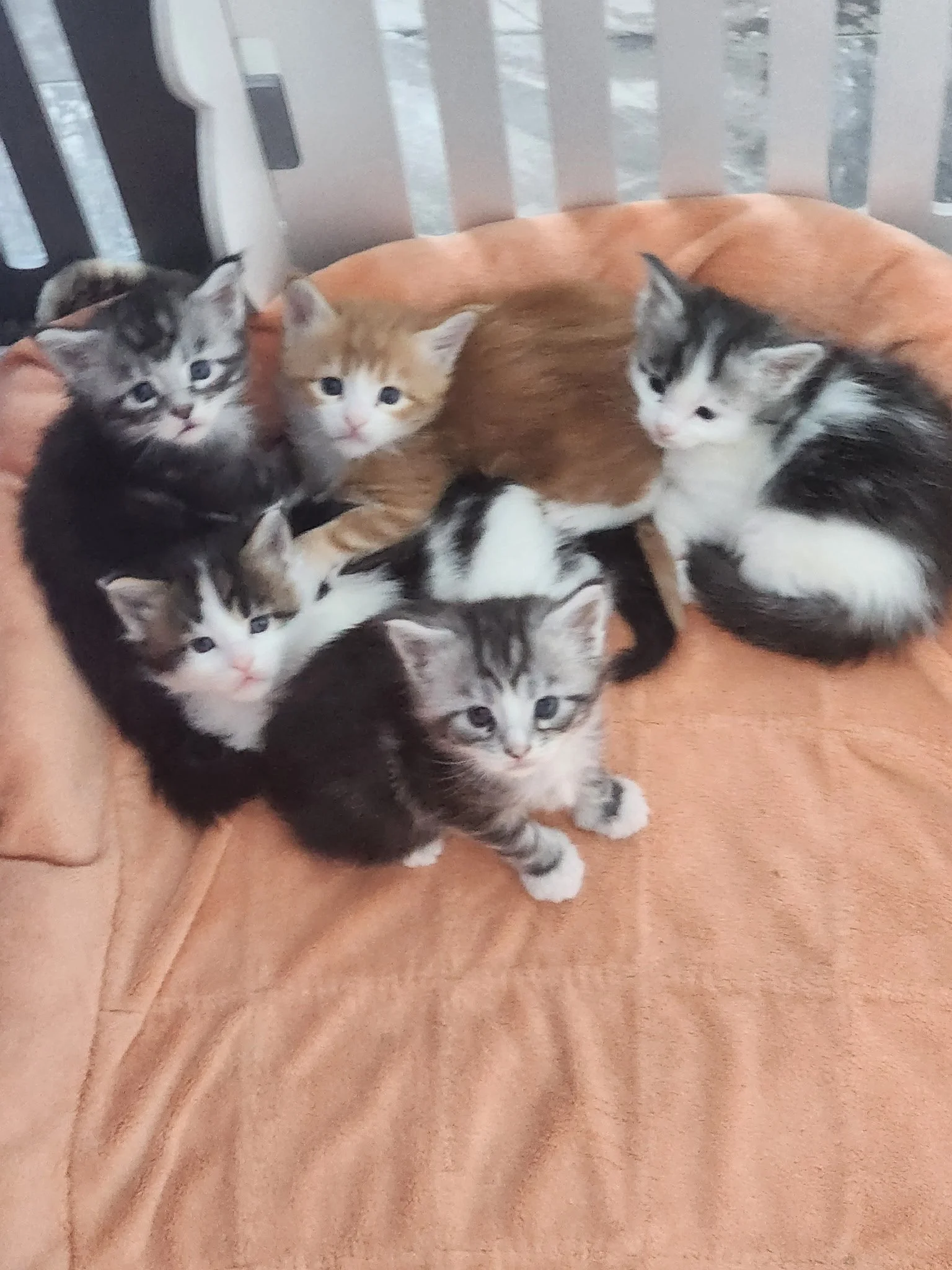 Shubacoons-Maine-Coon-Kitten-Litter-Mixed-Colors-Upstate-NY.jpeg