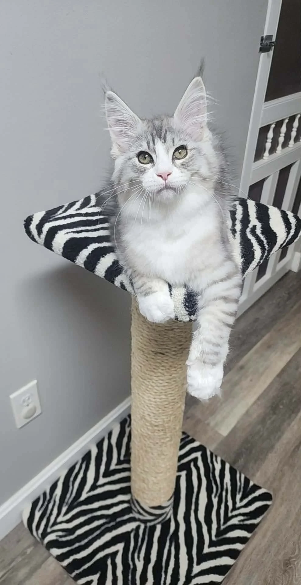 A fluffy gray and white kitten with large ears sitting on a zebra-striped cat tree platform.