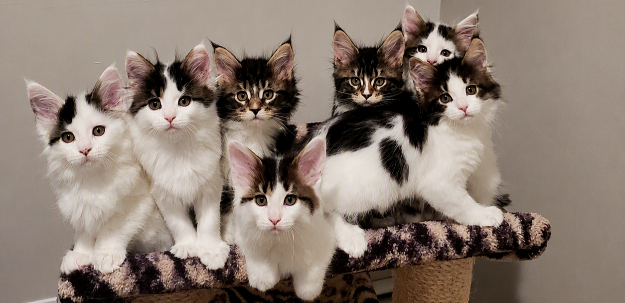 Kittens