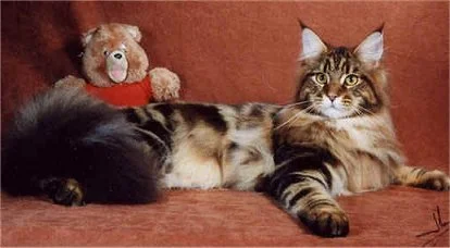 GC NW McKittycreek T. Ruxpin of Shubacoons DM, Grand Champion National Winner brown classic tabby Maine Coon male, at Shubacoons cattery in Central NY