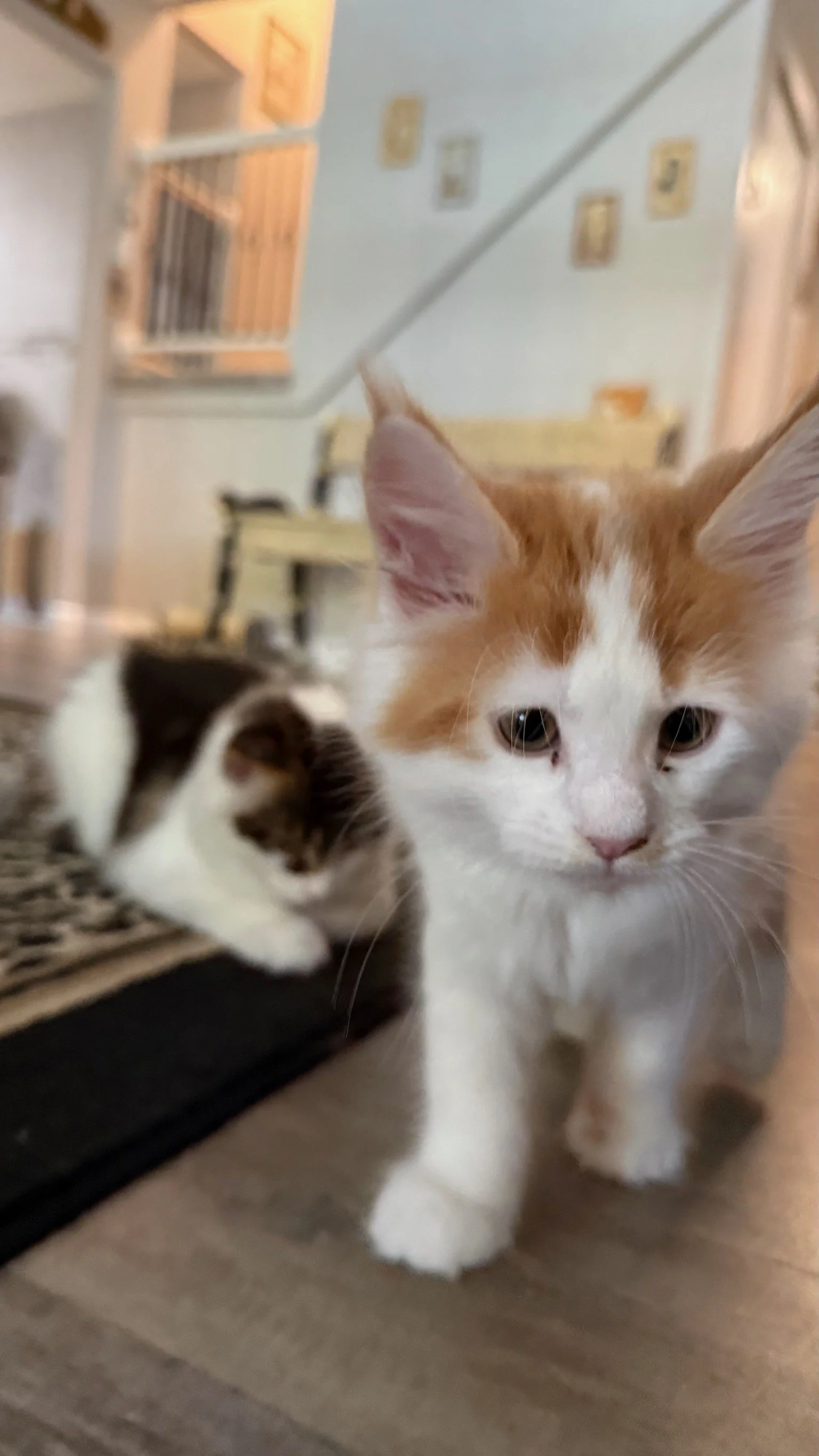 Shubacoons-Red-White-Maine-Coon-Kitten-Close-Up-Central-NY.jpg