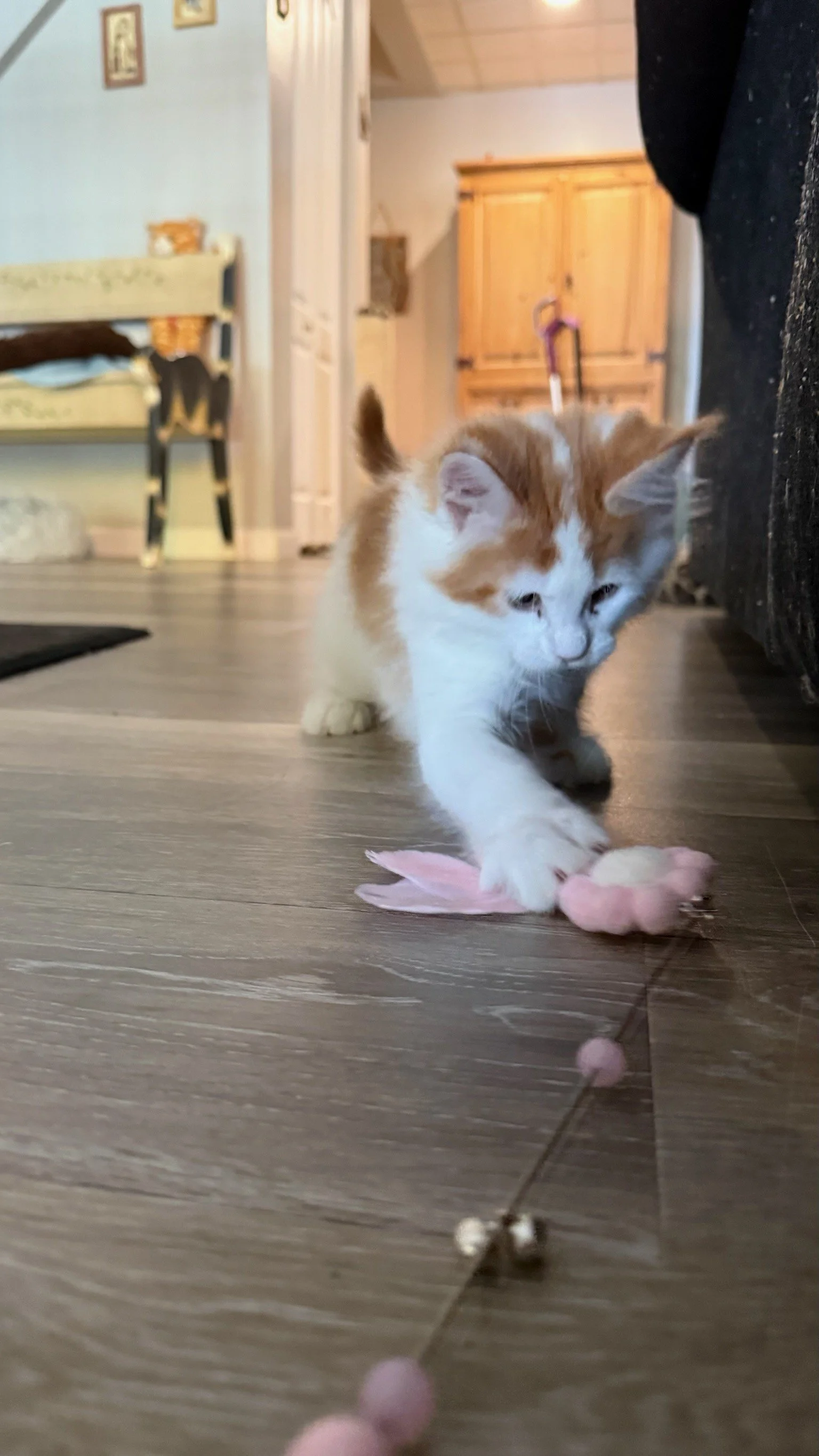 A small orange and white maine coon kitten playing with a pink toy on a wooden floor inside a house.