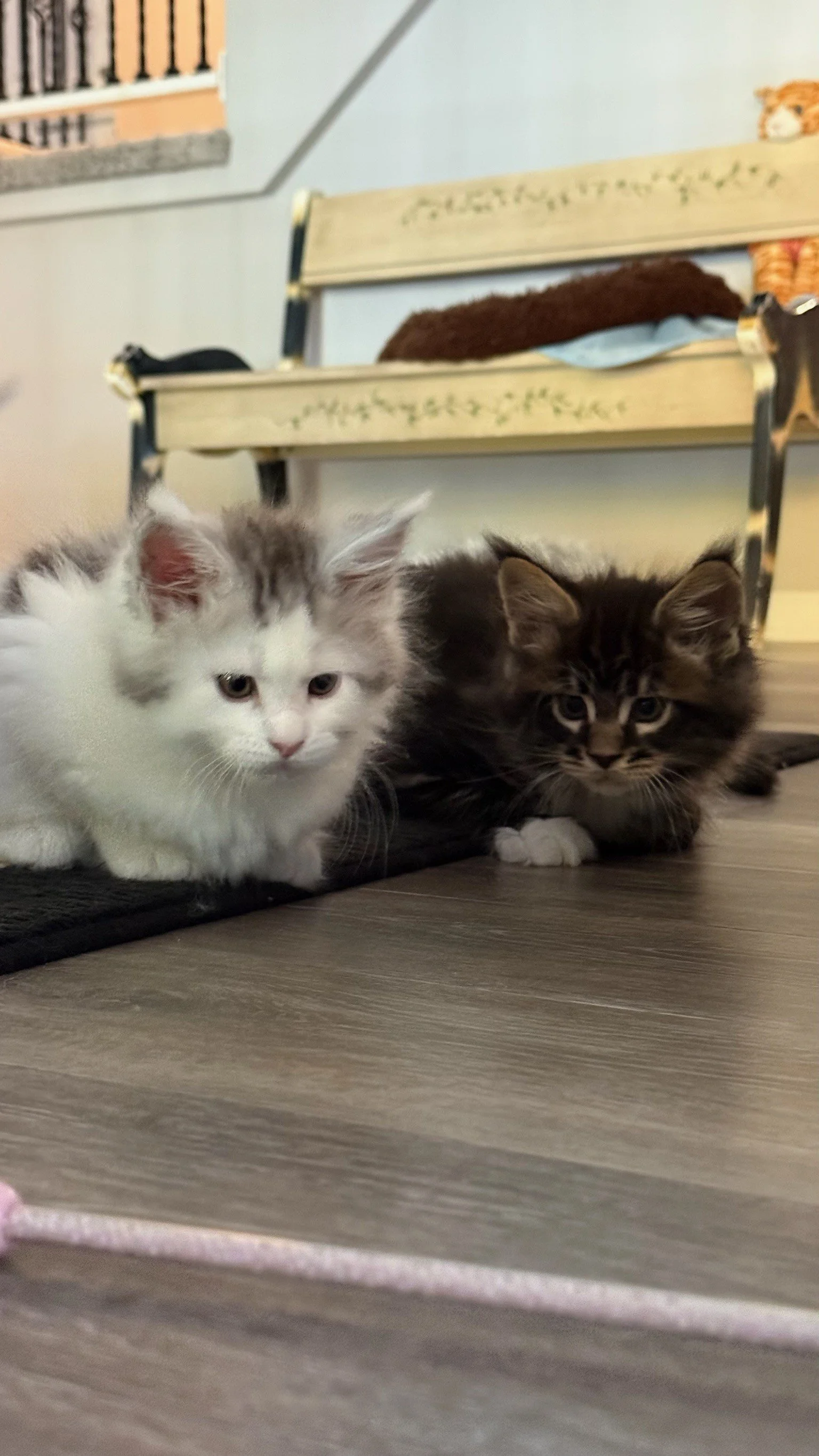 Shubacoons-Silver-White-Brown-Tabby-Maine-Coon-Kittens-Side-By-Side-Southern-Tier-NY.jpg