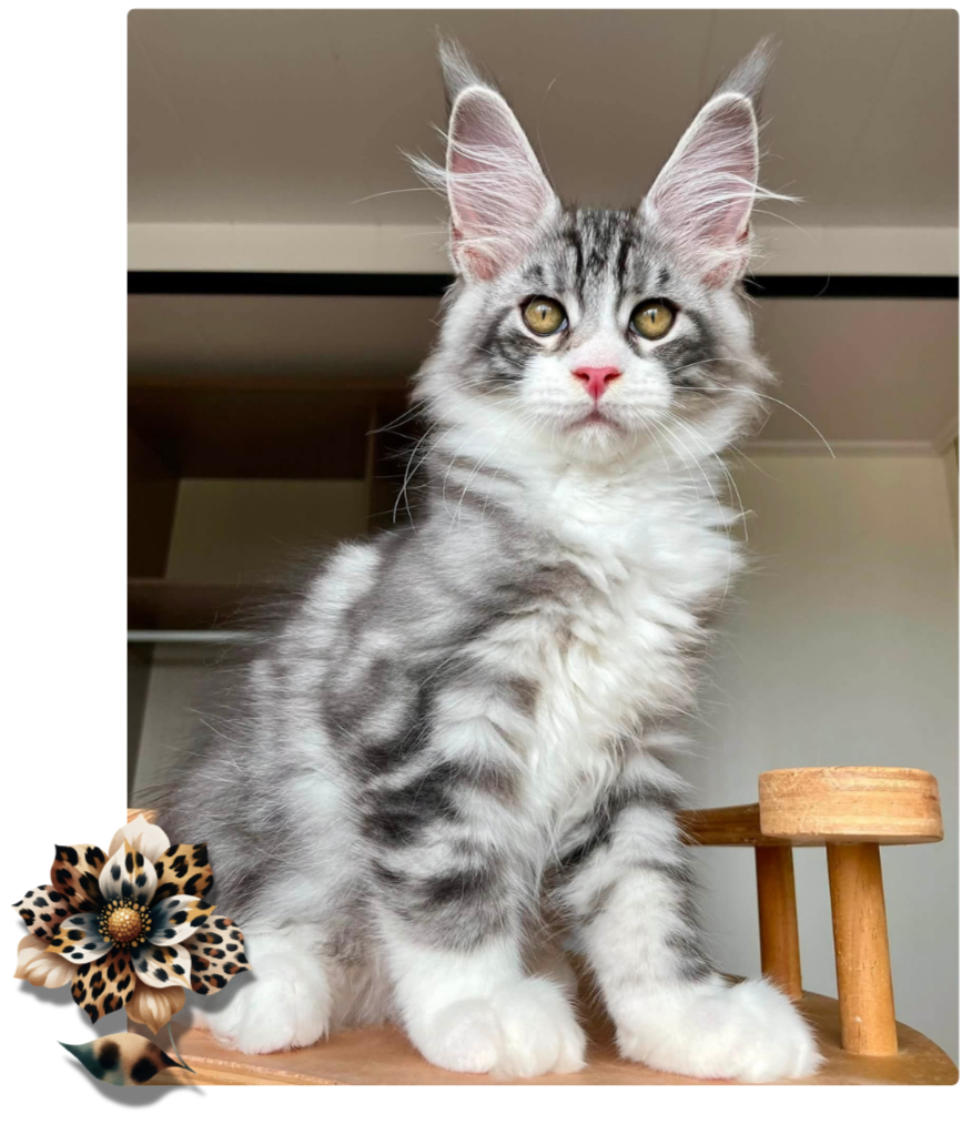 A cute long-haired gray and white kitten with piercing yellow eyes, sitting on a wooden surface with a flower accessory in the lower left corner.